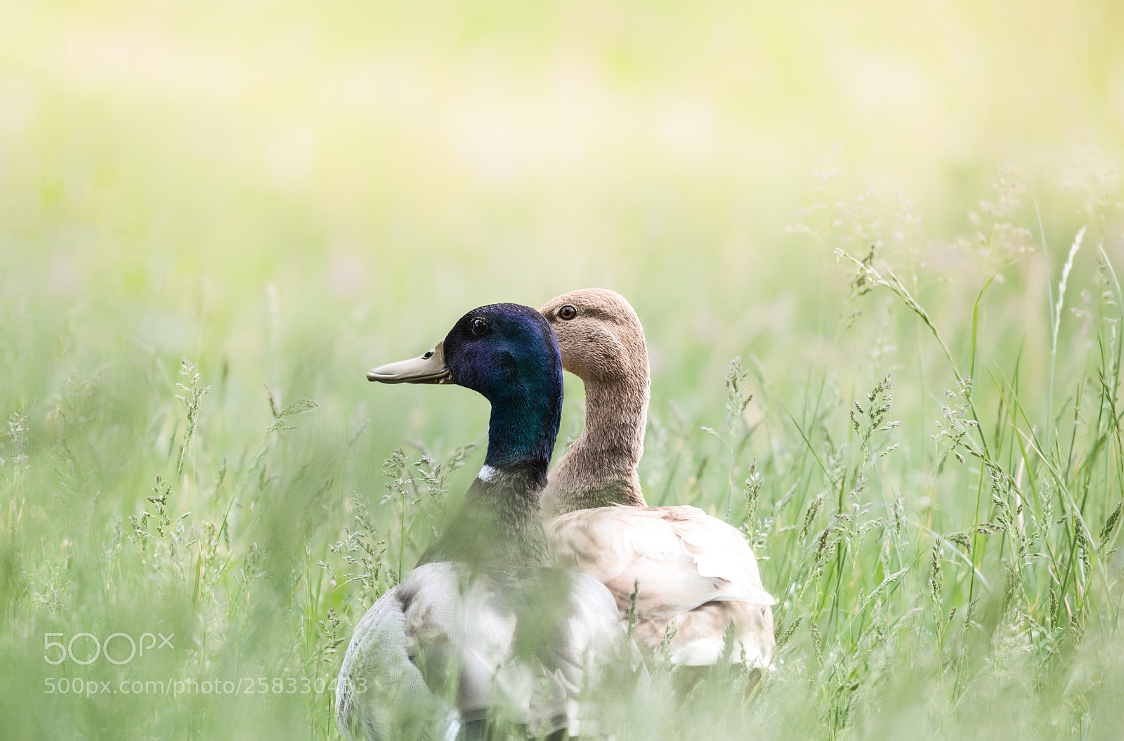 Canon EOS 5D Mark IV sample photo. Duck tales photography
