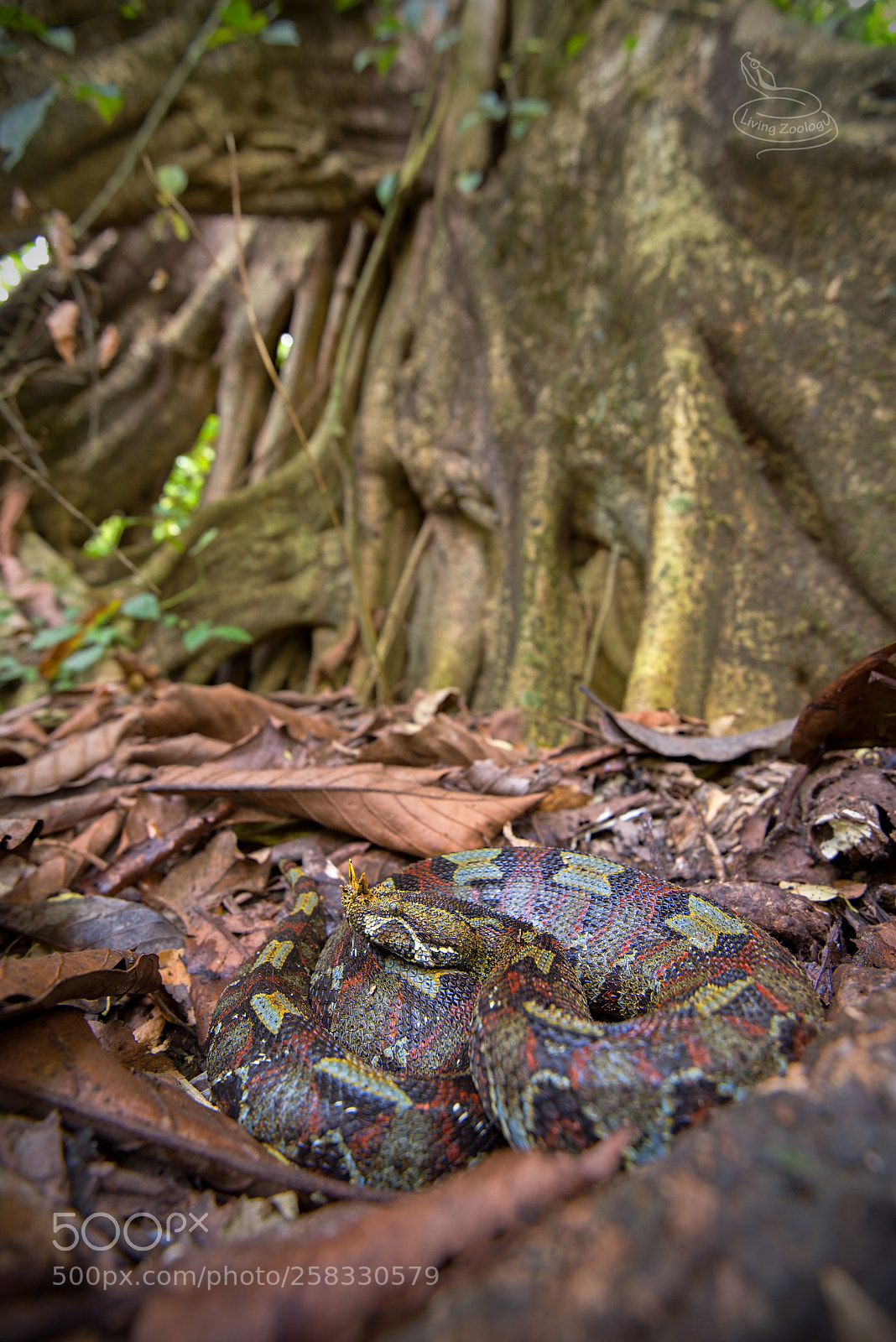 Nikon D750 sample photo. Rhinoceros viper (bitis nasicornis) photography