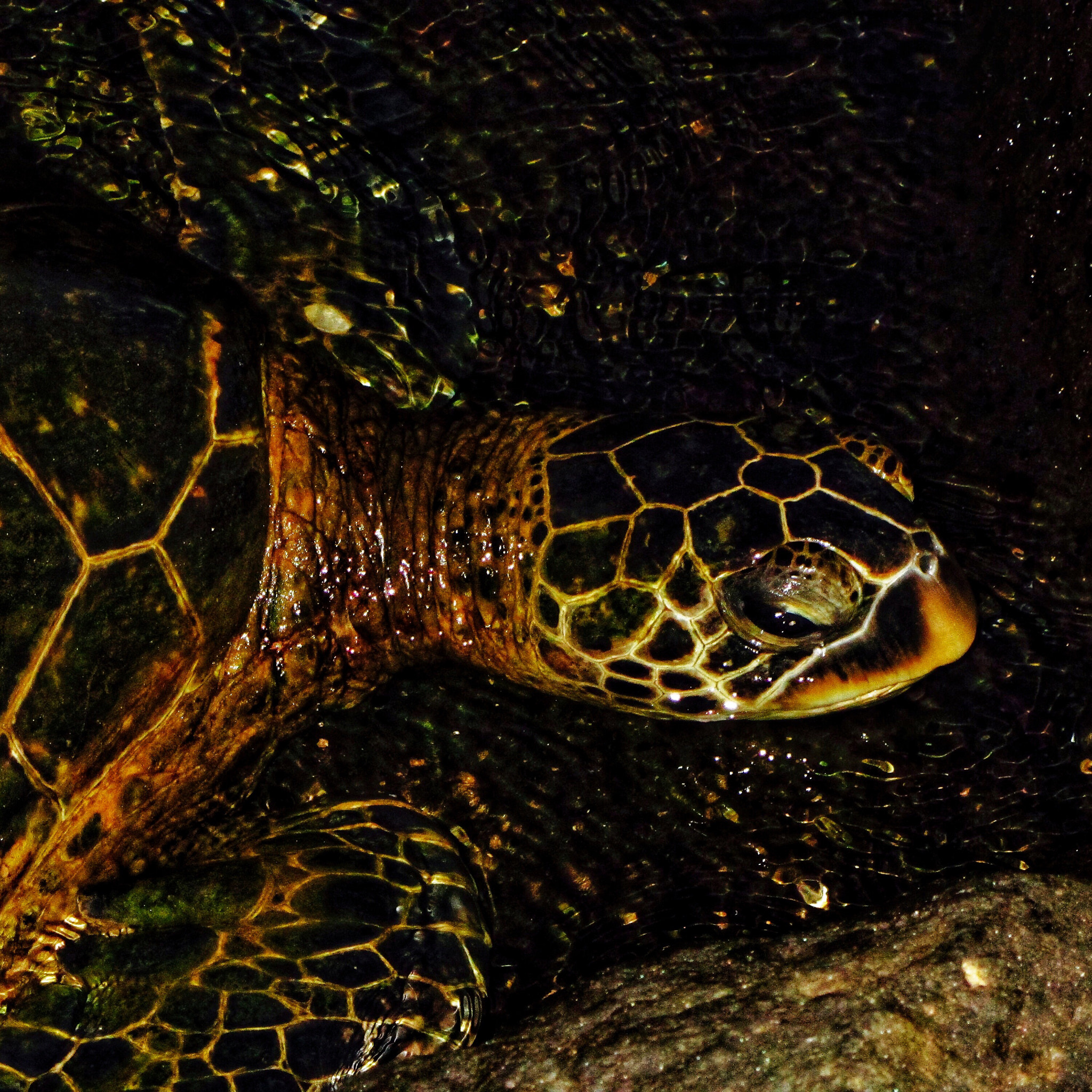 Canon PowerShot SX230 HS sample photo. Green sea turtle photography