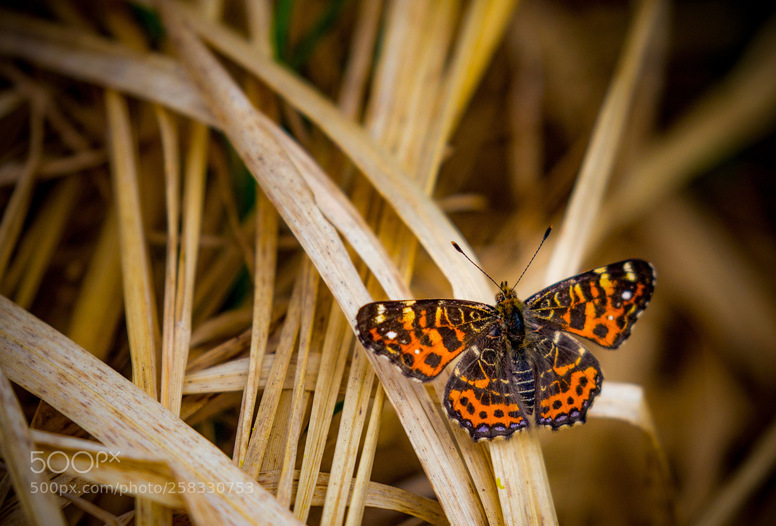 Canon EOS 6D sample photo. The map (araschnia levana) photography