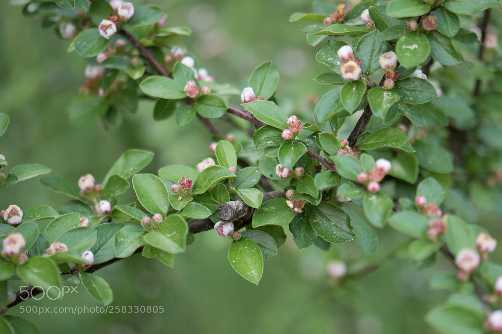 Panasonic DMC-G70 sample photo. Shrub photography