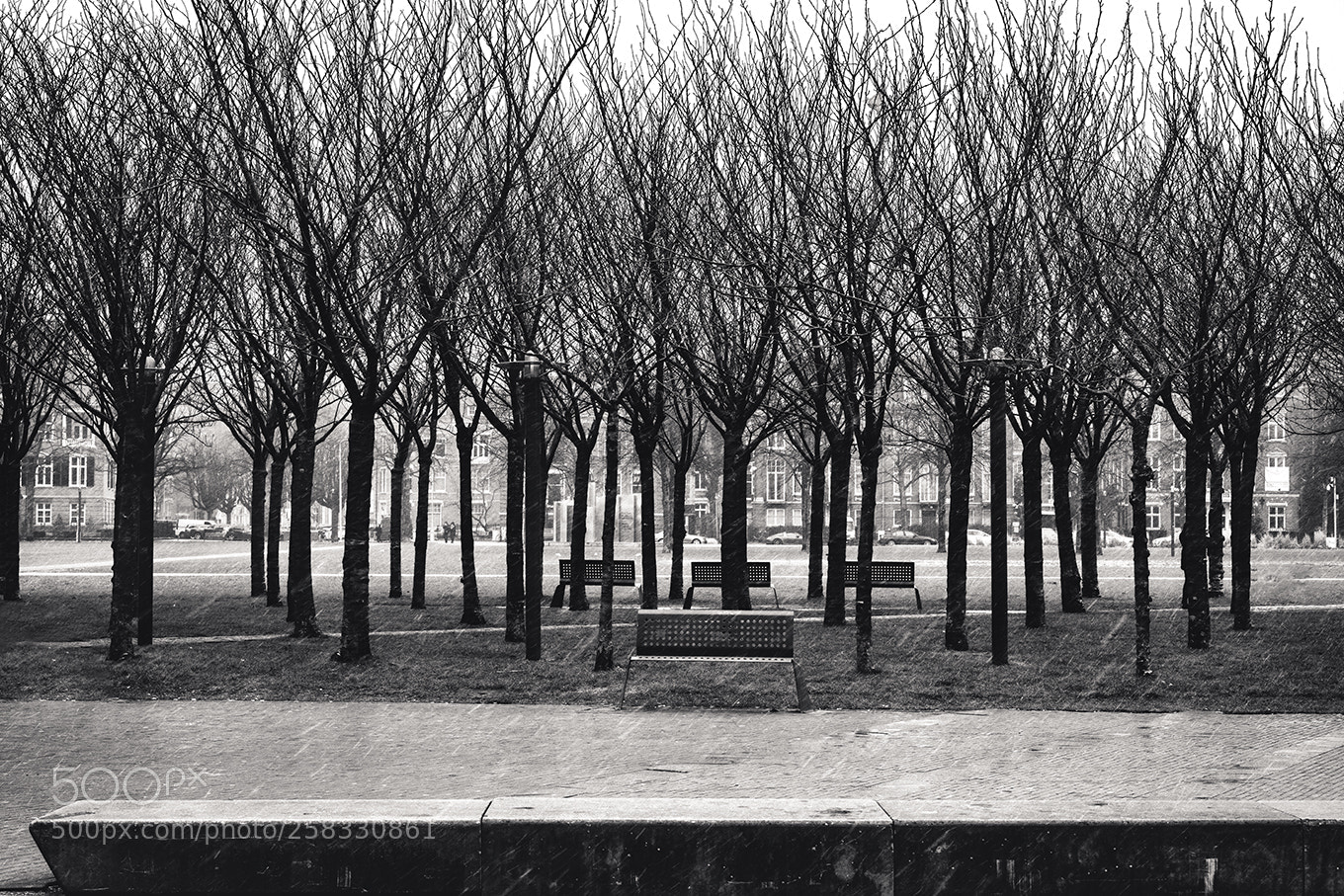 Sony a7R II sample photo. Trees photography