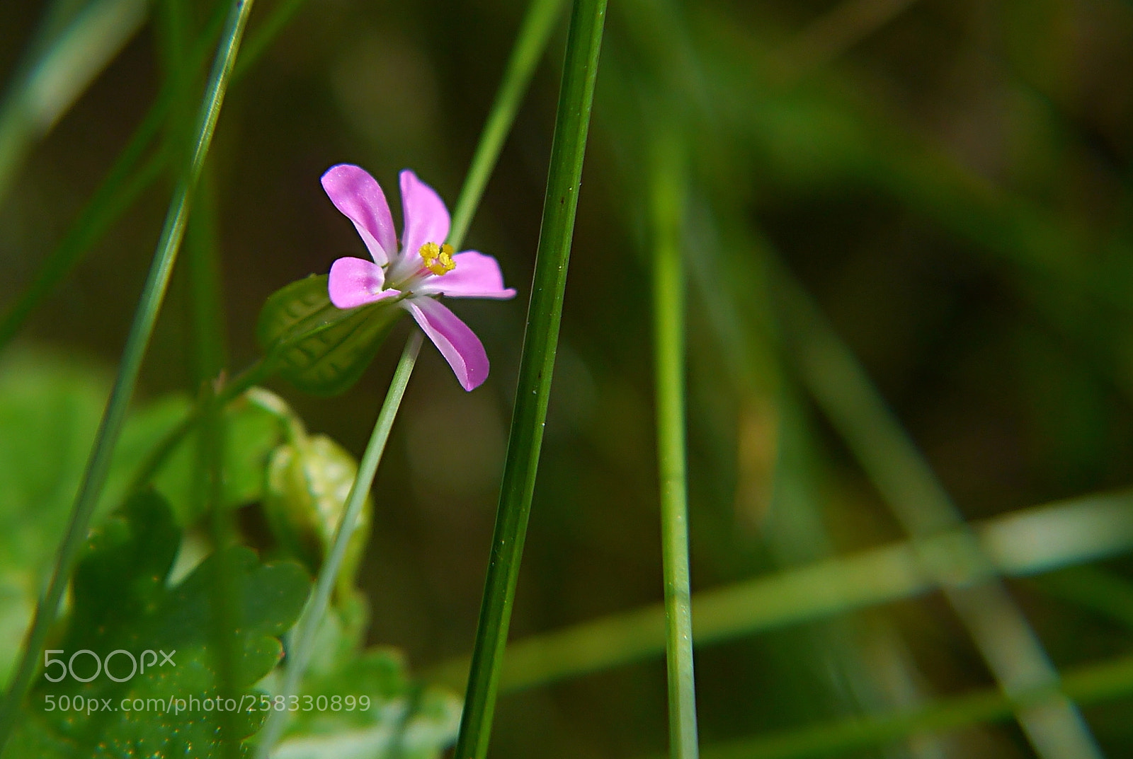 Panasonic Lumix DMC-G3 sample photo. Herb robert photography