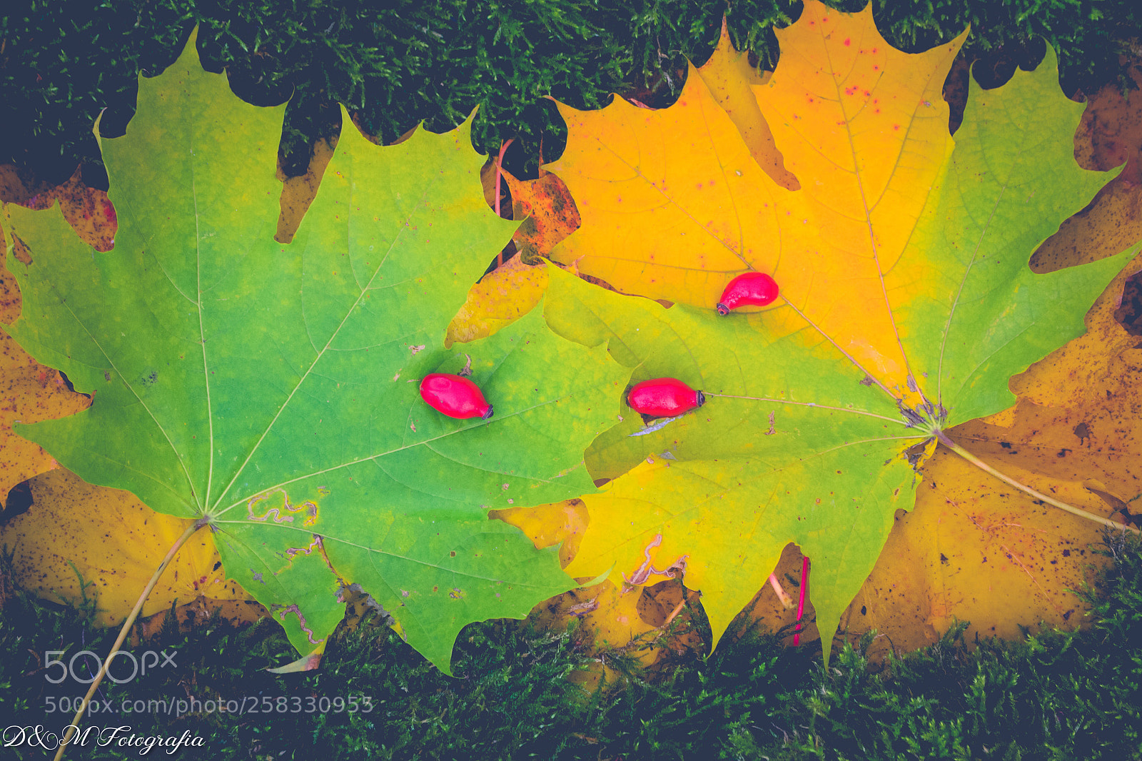 Nikon D3100 sample photo. Green&yellow&pink photography