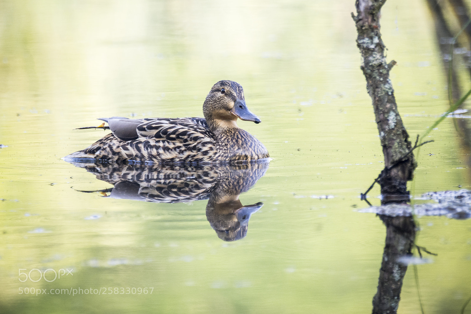 Nikon D7200 sample photo. Mallard lady photography