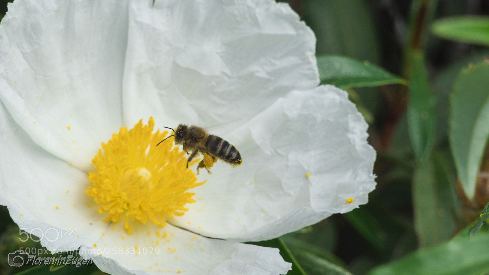 Sony a6300 sample photo. Abejita photography