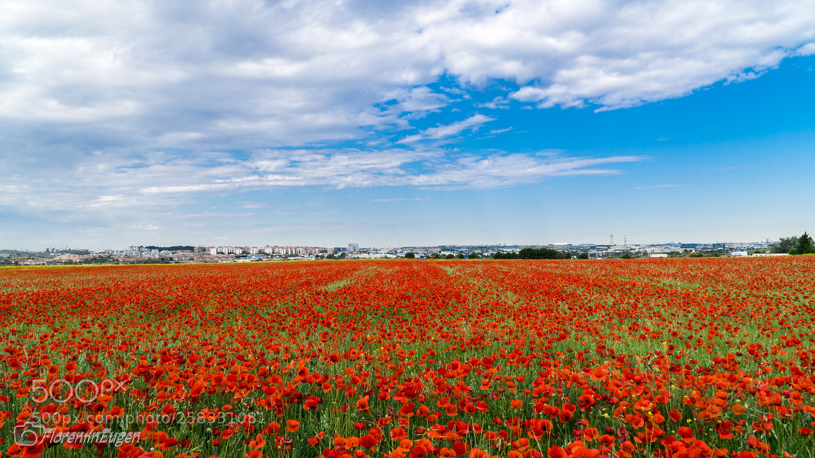 Sony a6300 sample photo. Amapolas y cielo photography