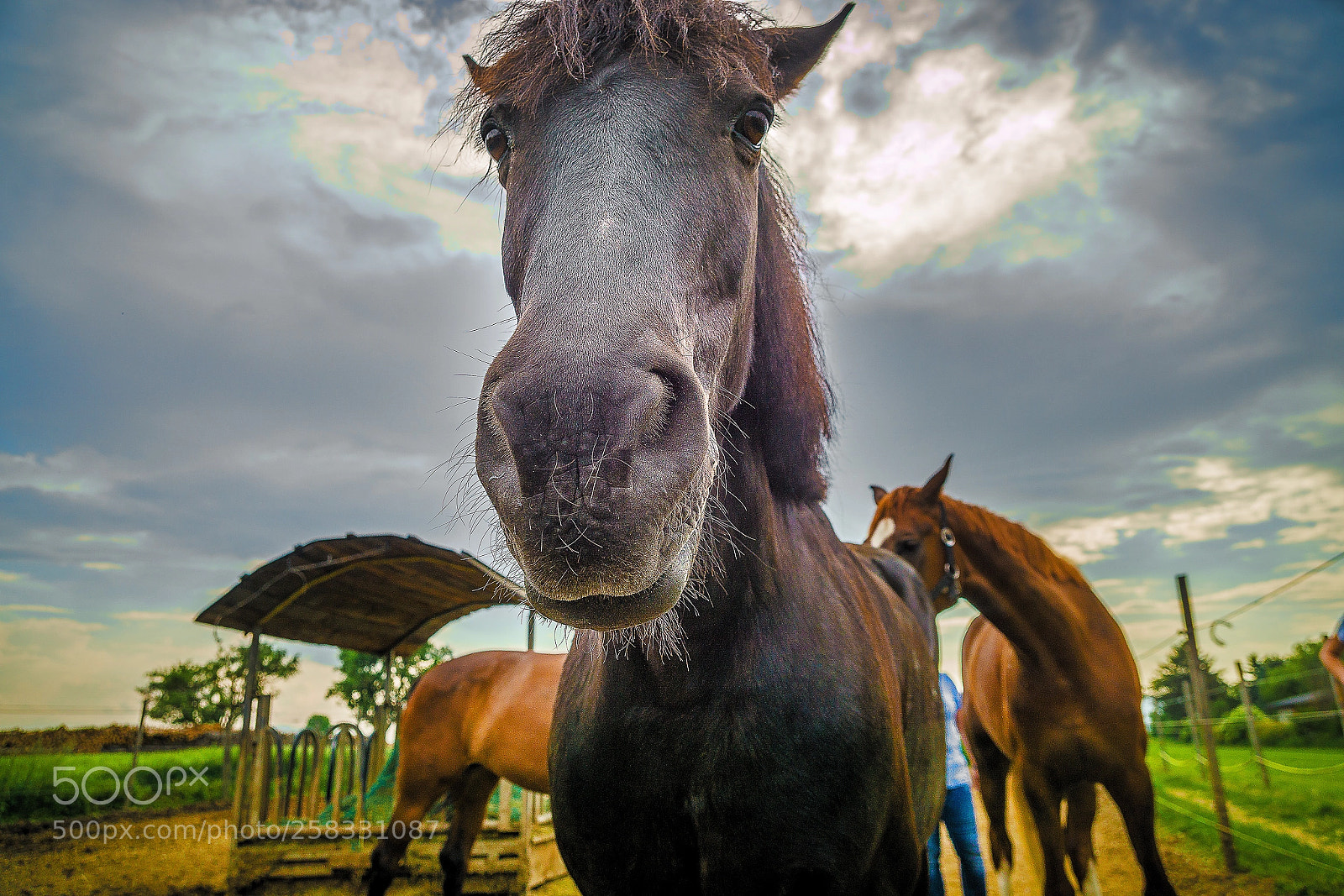 Sony a6000 sample photo. Visiting the horses photography
