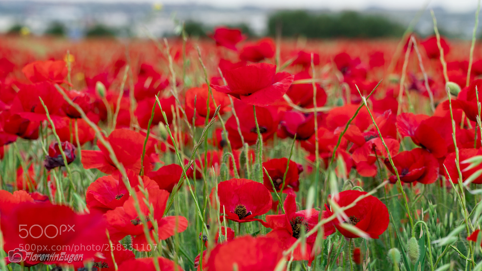 Sony a6300 sample photo. Amapolas photography