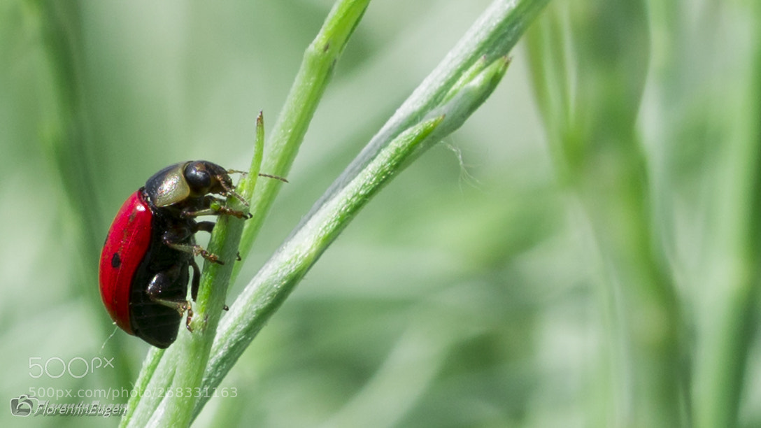 Sony a6300 sample photo. Bugs photography