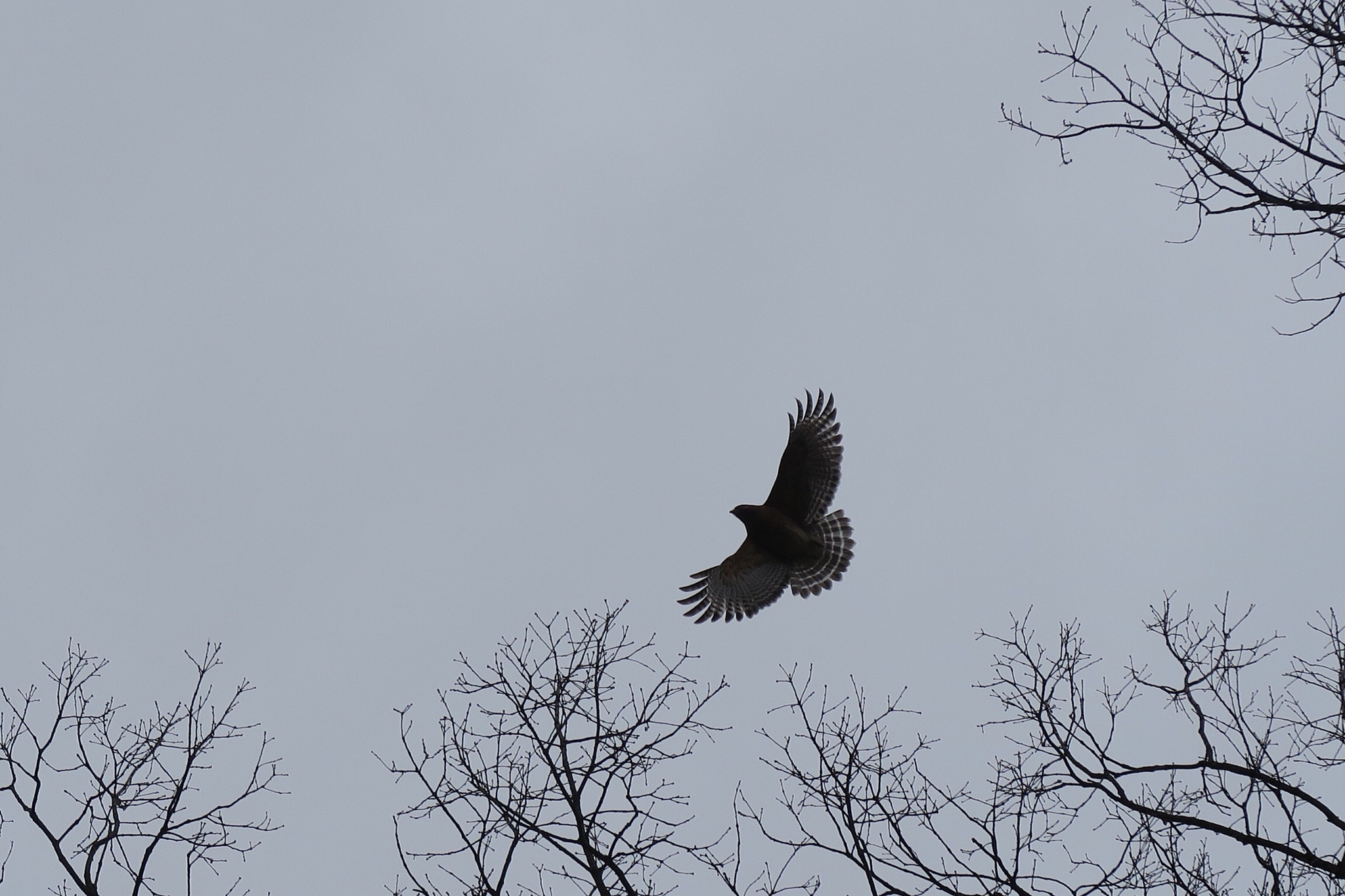 Canon PowerShot G5 X sample photo