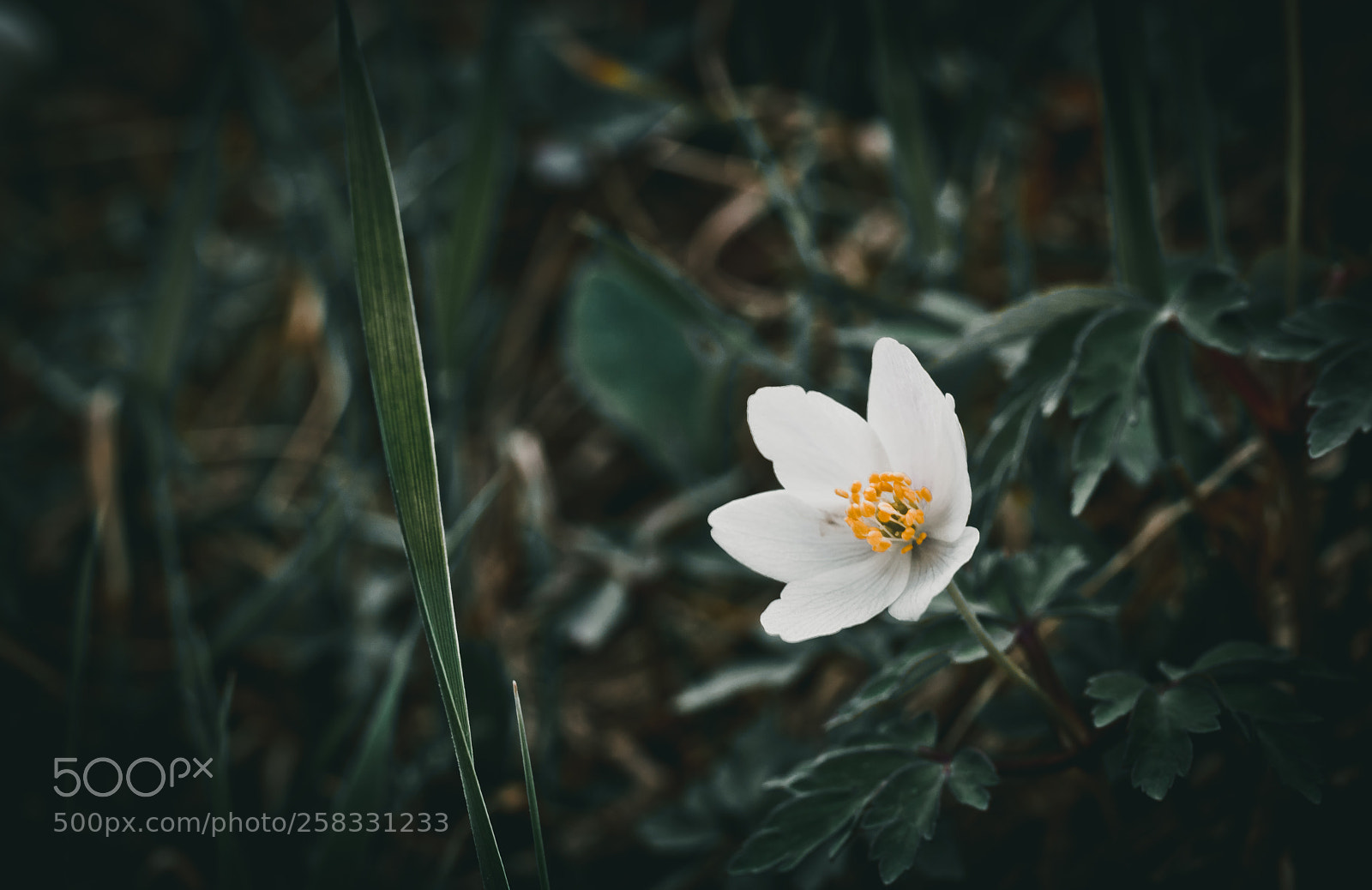 Canon EOS 760D (EOS Rebel T6s / EOS 8000D) sample photo. ... photography