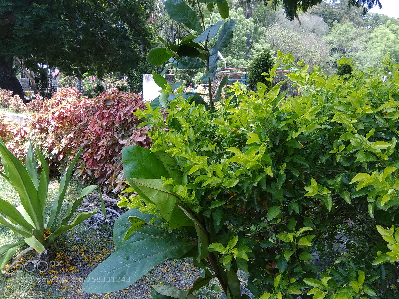 Xiaomi Redmi Note 4 sample photo. Untitled photography
