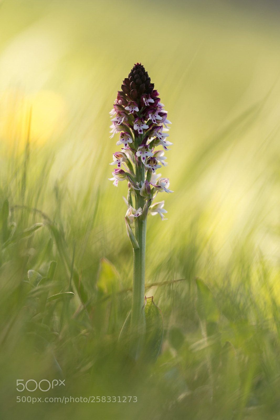 Nikon D500 sample photo. Neotinea ustulata photography