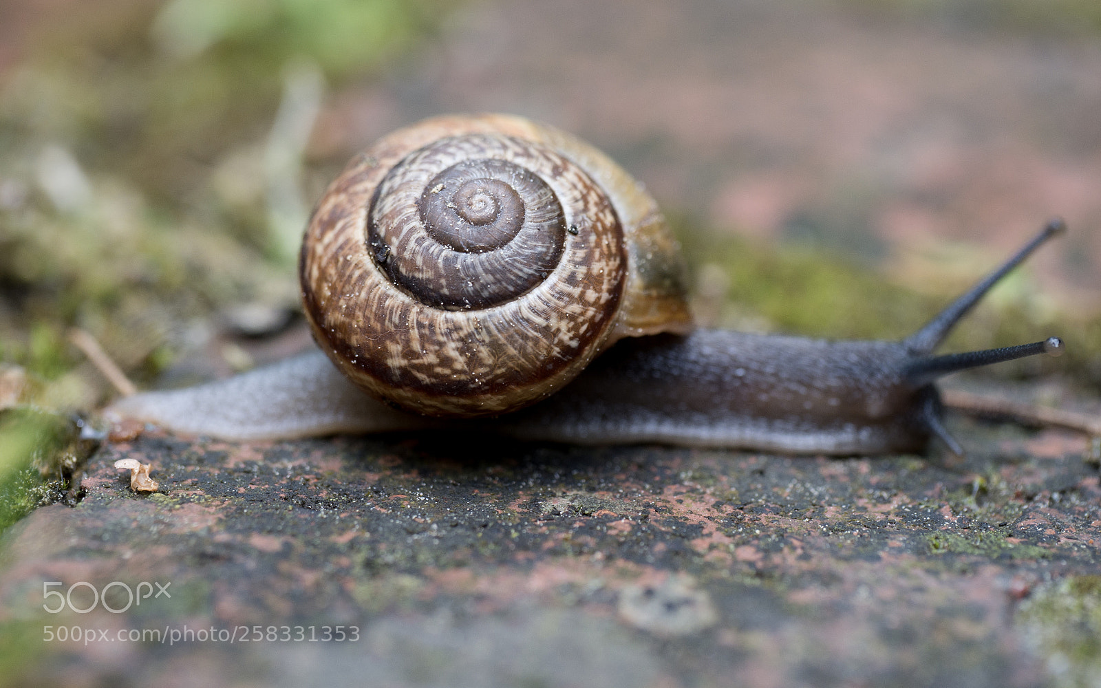 Panasonic DMC-G70 sample photo. Slug photography