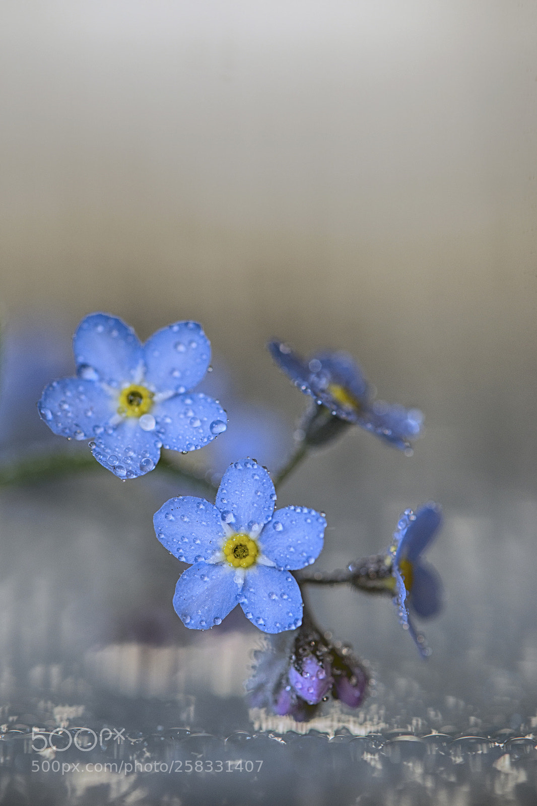 Sony SLT-A99V sample photo. Blue eyes photography