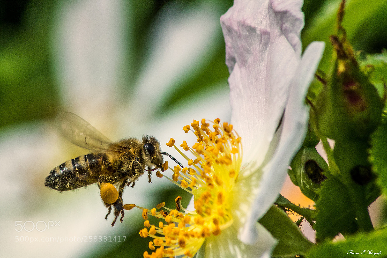 Canon EOS 750D (EOS Rebel T6i / EOS Kiss X8i) sample photo. Hardworking little bee photography