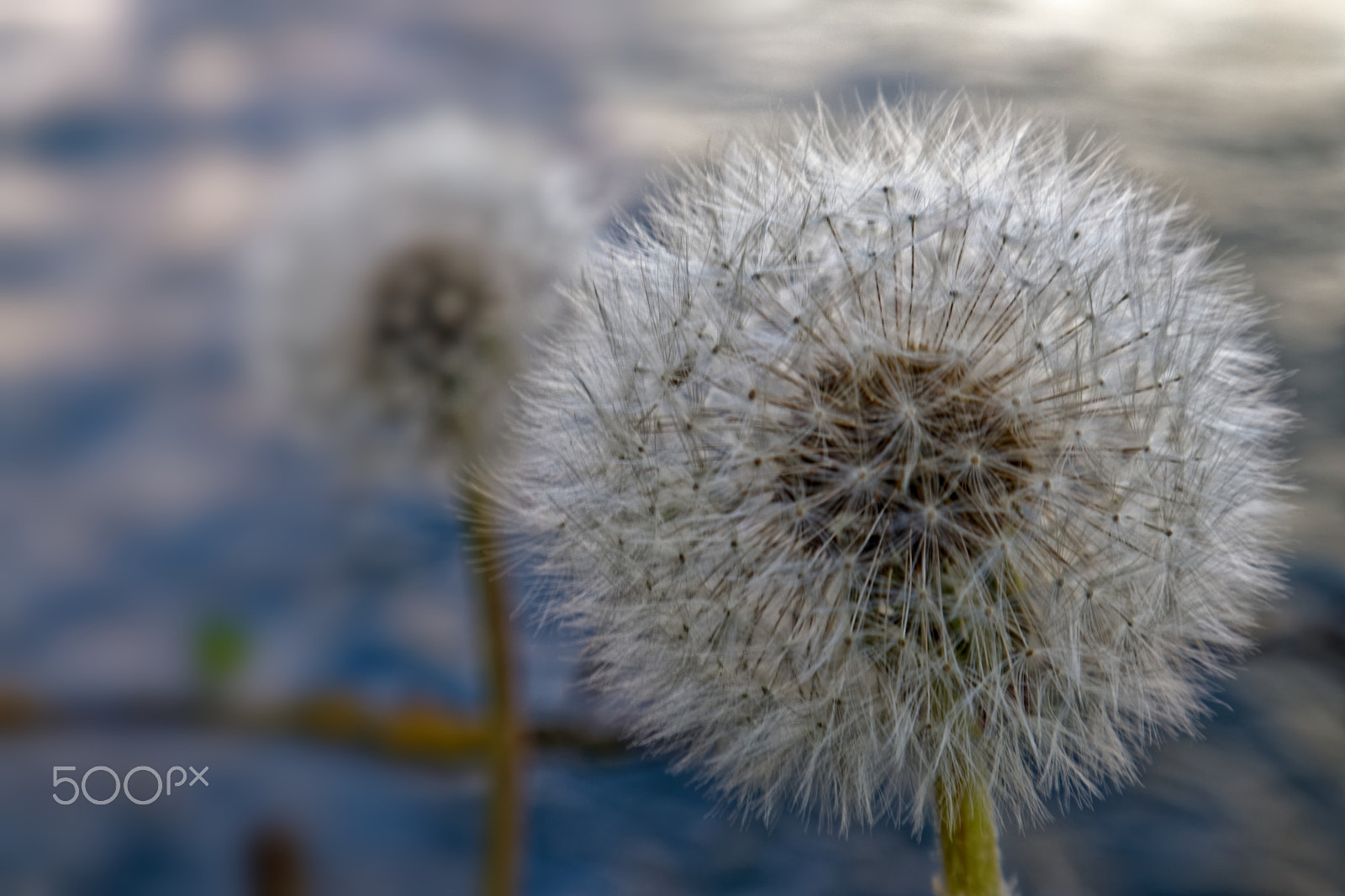 Canon EOS M5 sample photo. Dandelion clock photography