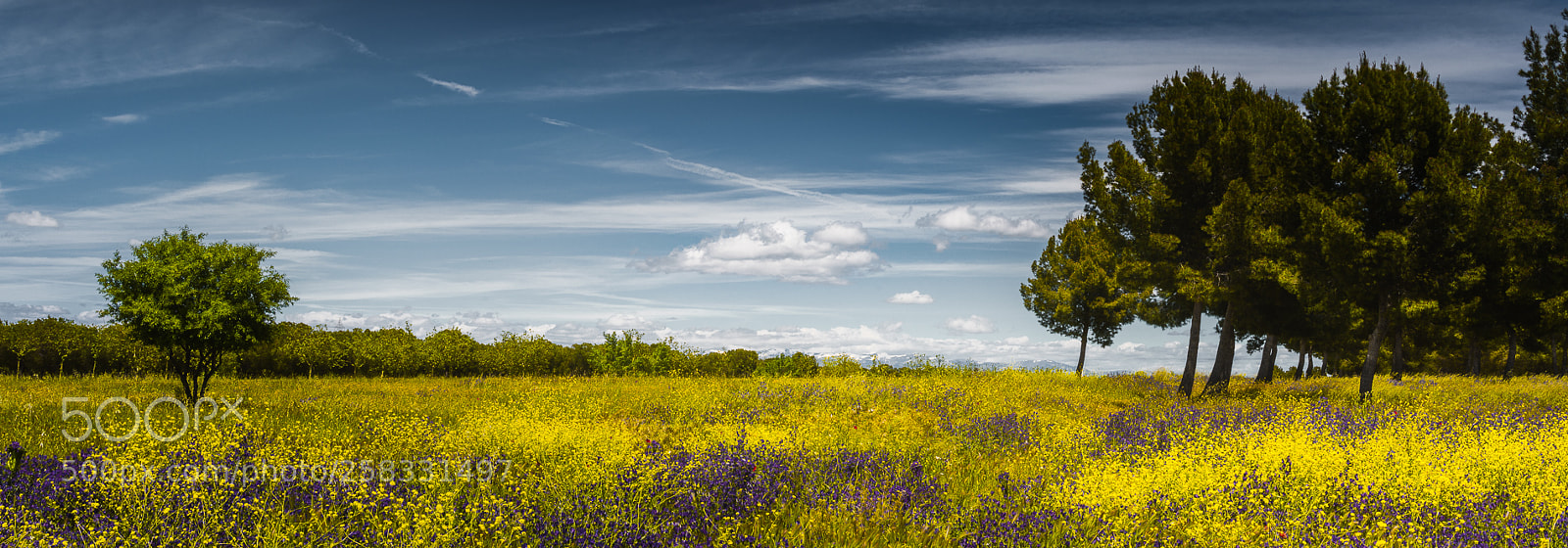 Nikon D3200 sample photo. Yellow carpet photography