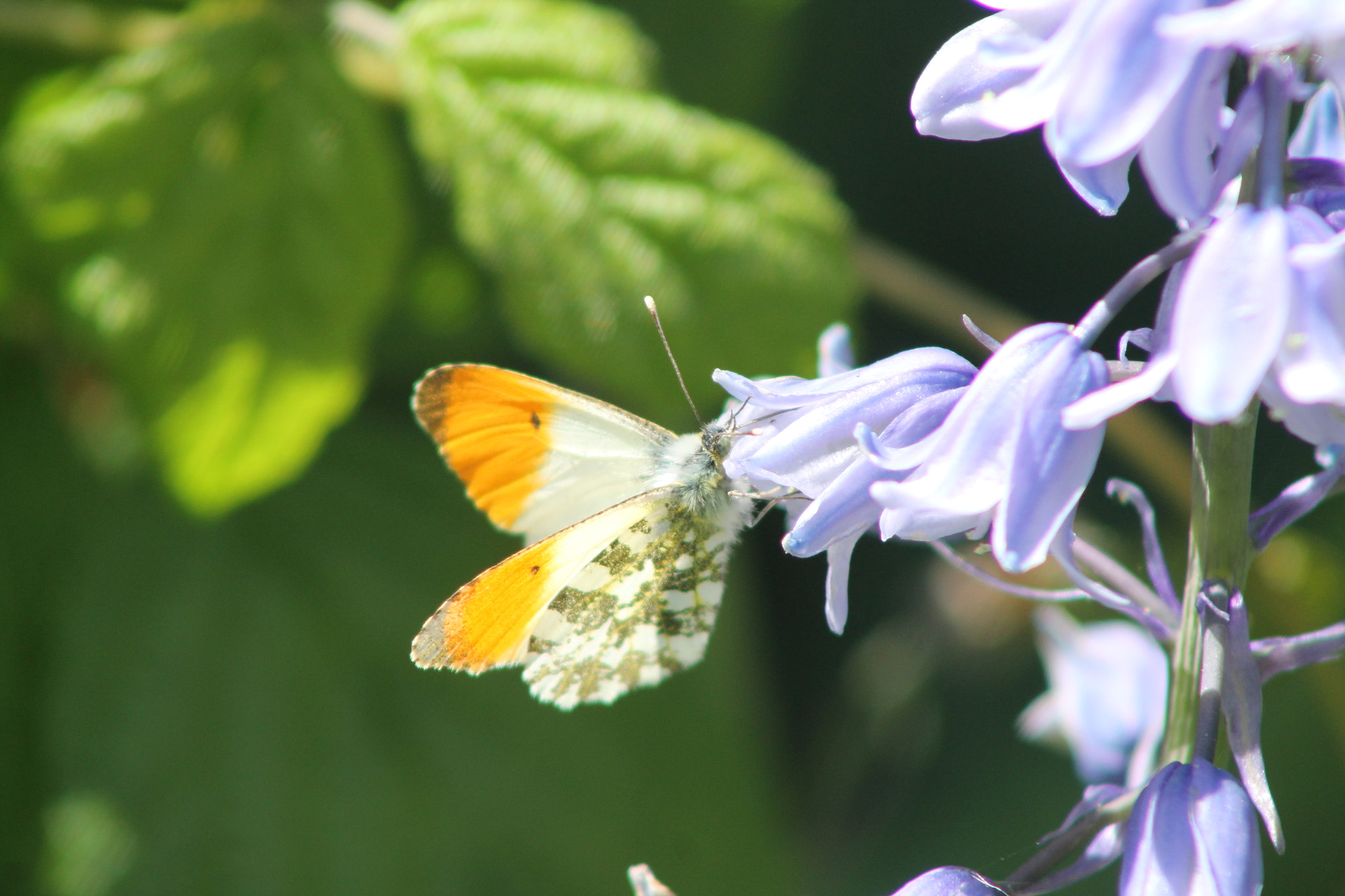 Canon EF 75-300mm f/4-5.6 sample photo. Orange tip photography