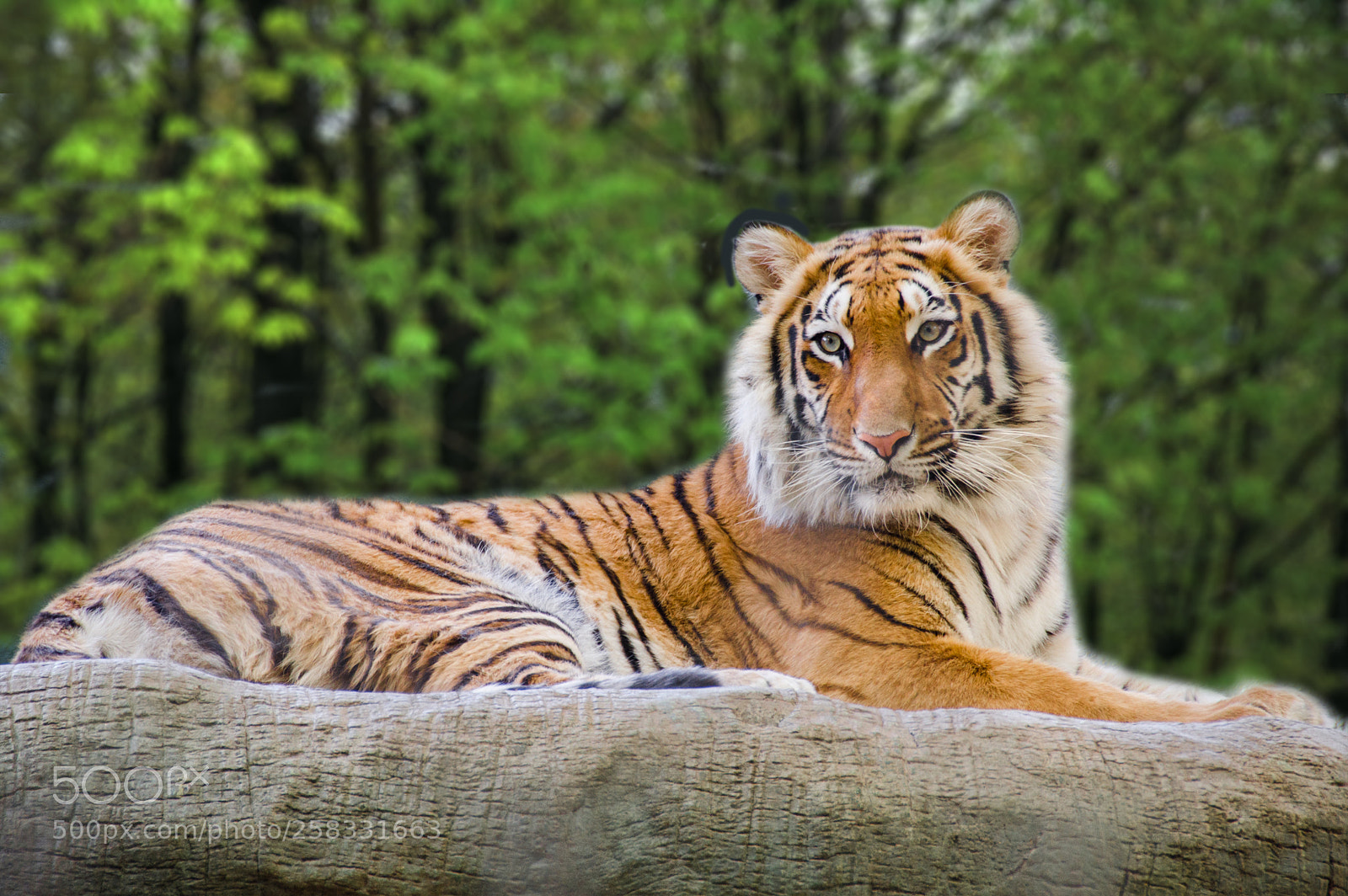 Nikon D70 sample photo. Tiger photography