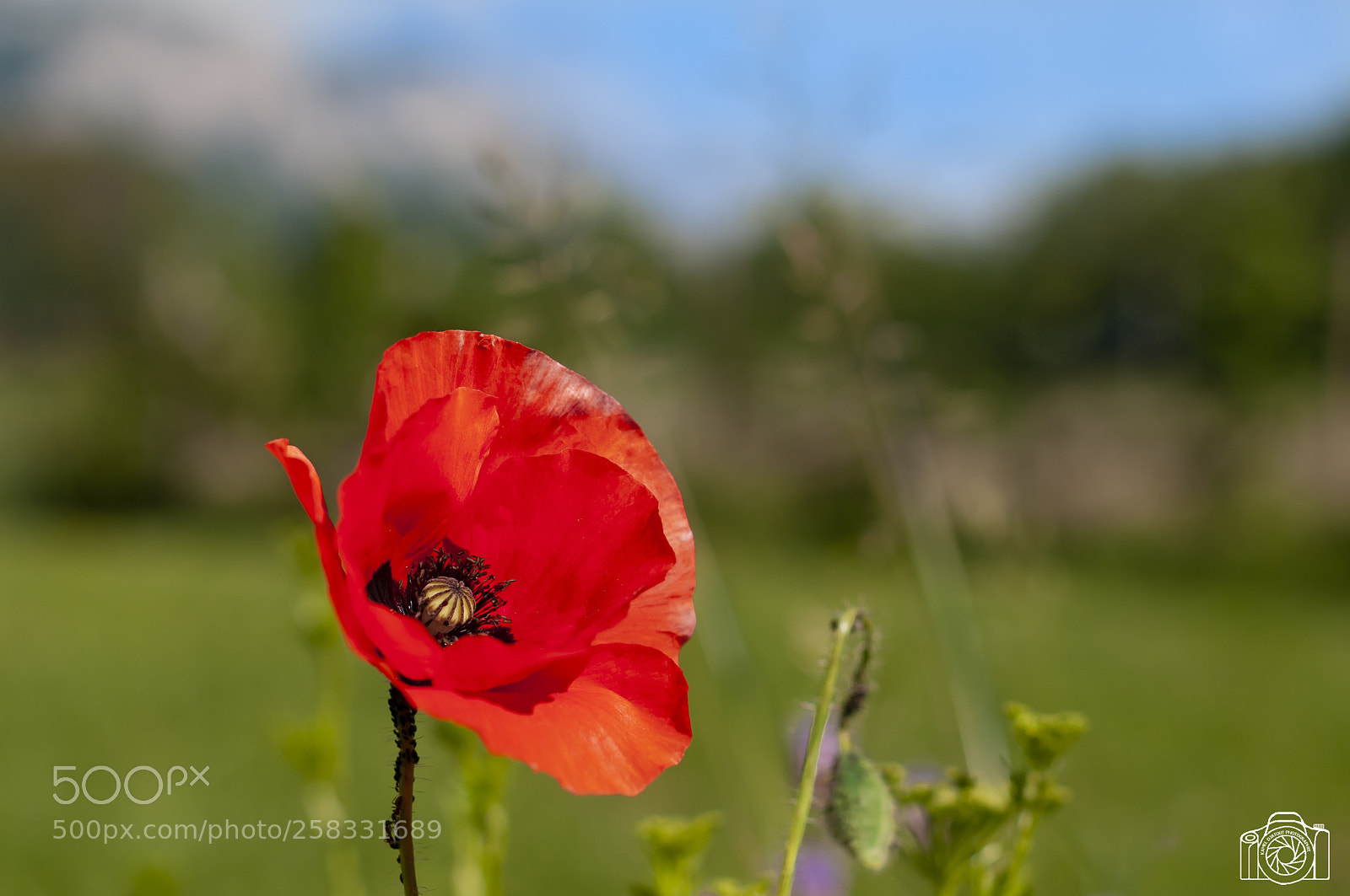 Nikon D300 sample photo. Coquelicot photography