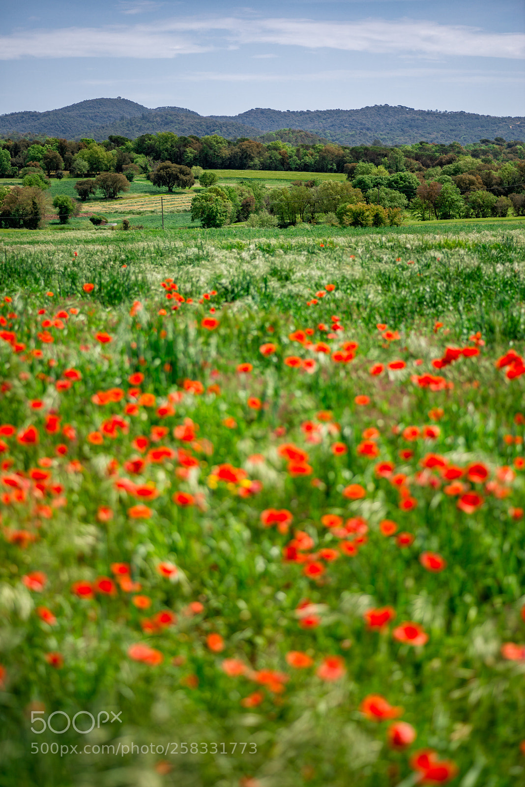 Nikon D800 sample photo. Point in red photography