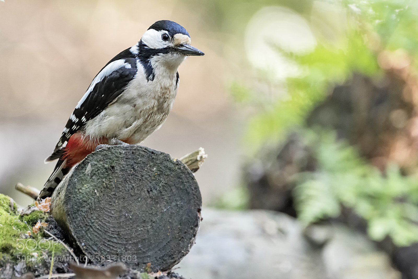 Pentax K-1 sample photo. Great spotted woodpecker photography