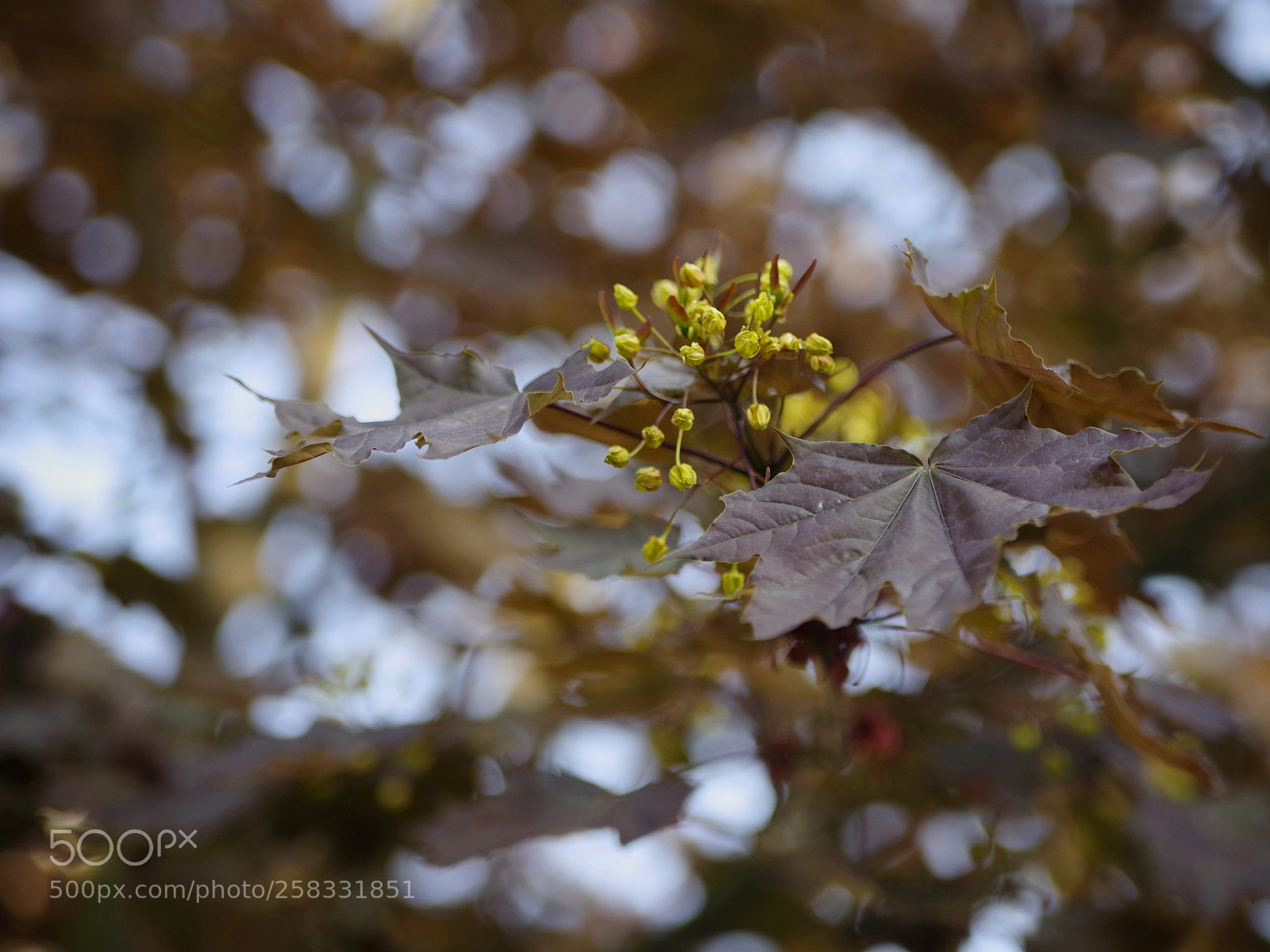 Pentax K-1 sample photo. Maple photography