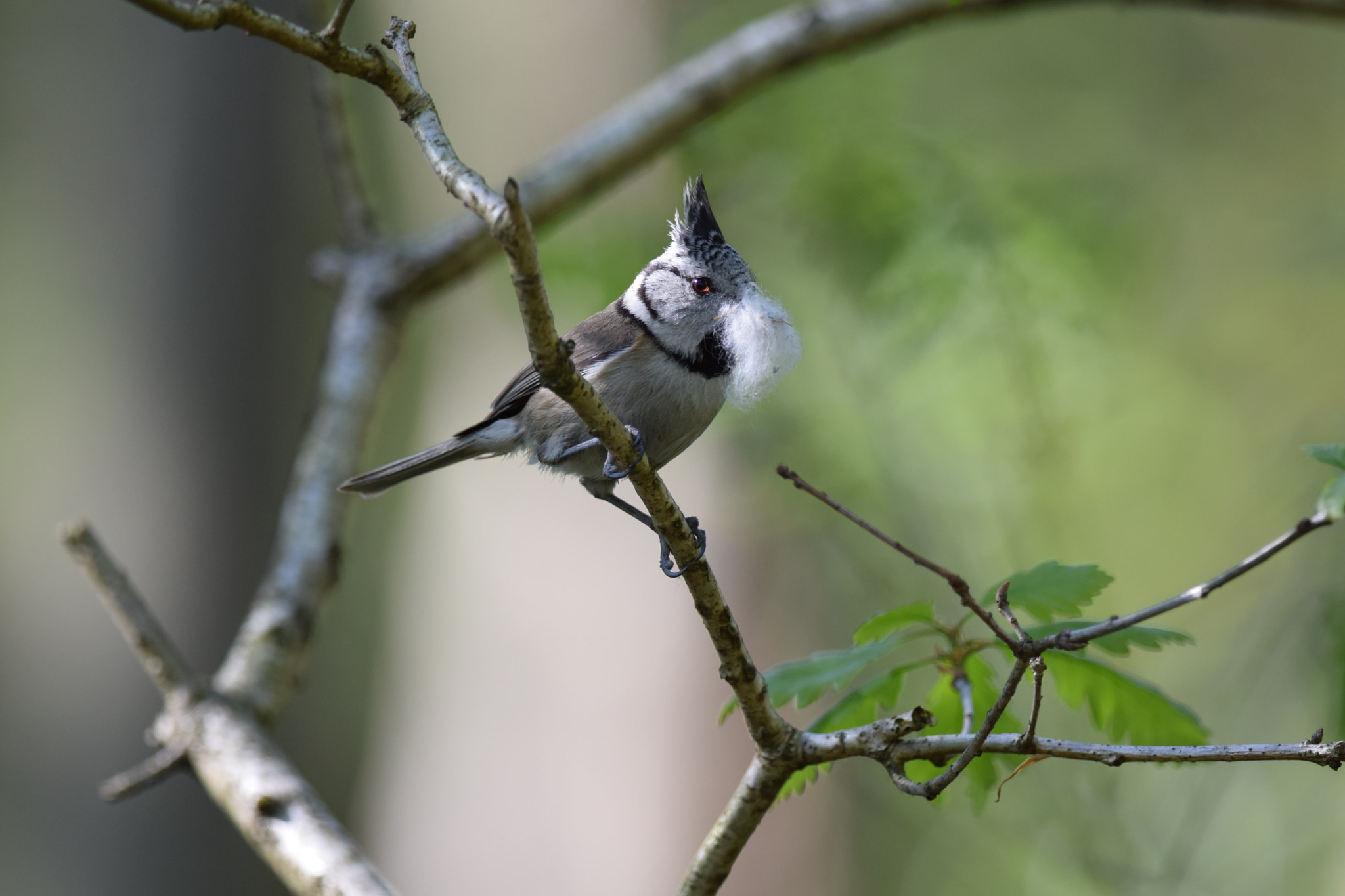 Nikon D5300 + Nikon AF-S Nikkor 300mm F4D ED-IF sample photo. European crested. (lophophanes cristatus) photography