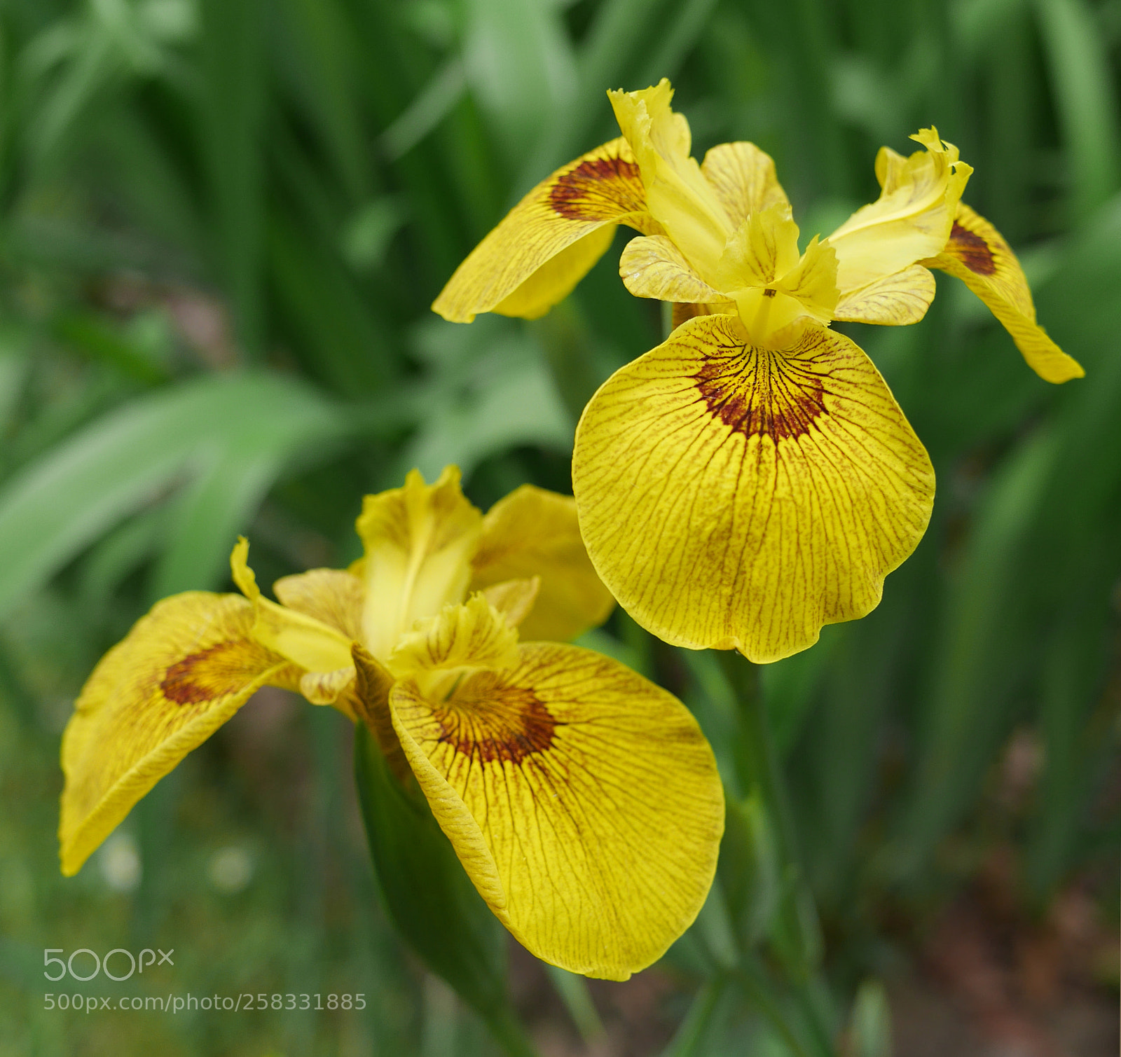 Panasonic Lumix DMC-GX7 sample photo. Yellow iris flowers photography
