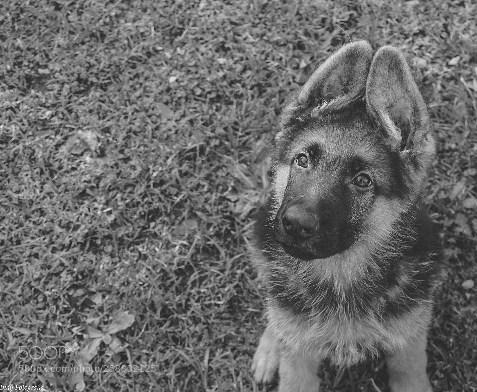 Canon EOS 400D (EOS Digital Rebel XTi / EOS Kiss Digital X) sample photo. German shepherd puppy photography