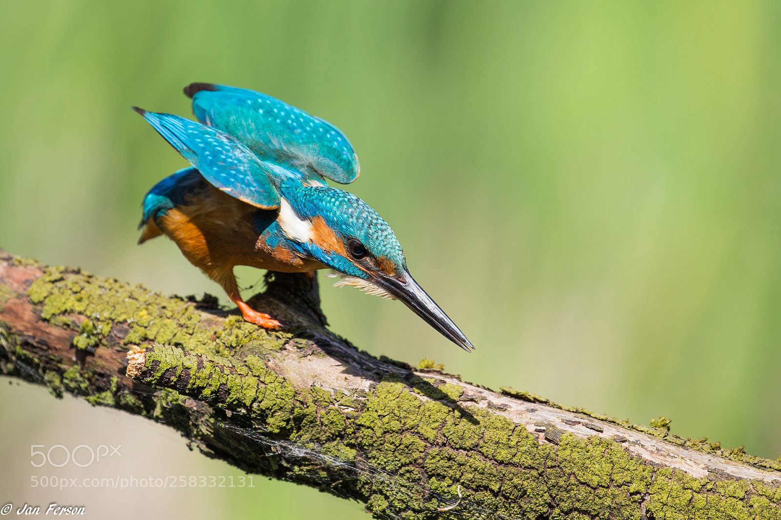 Canon EOS 6D sample photo. Kingfisher ♂ photography