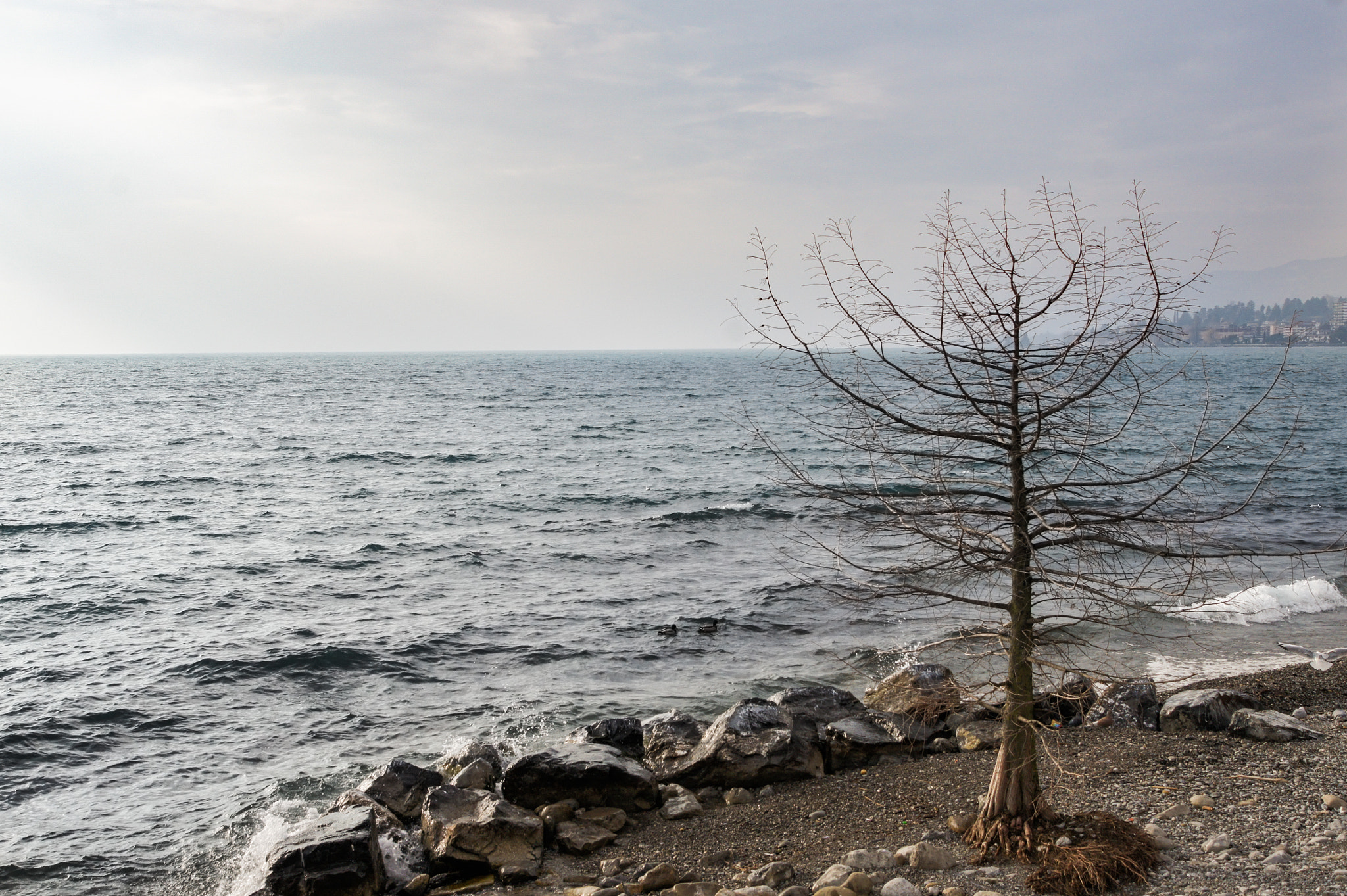 Sony Alpha DSLR-A550 sample photo. Dry tree near the water. photography