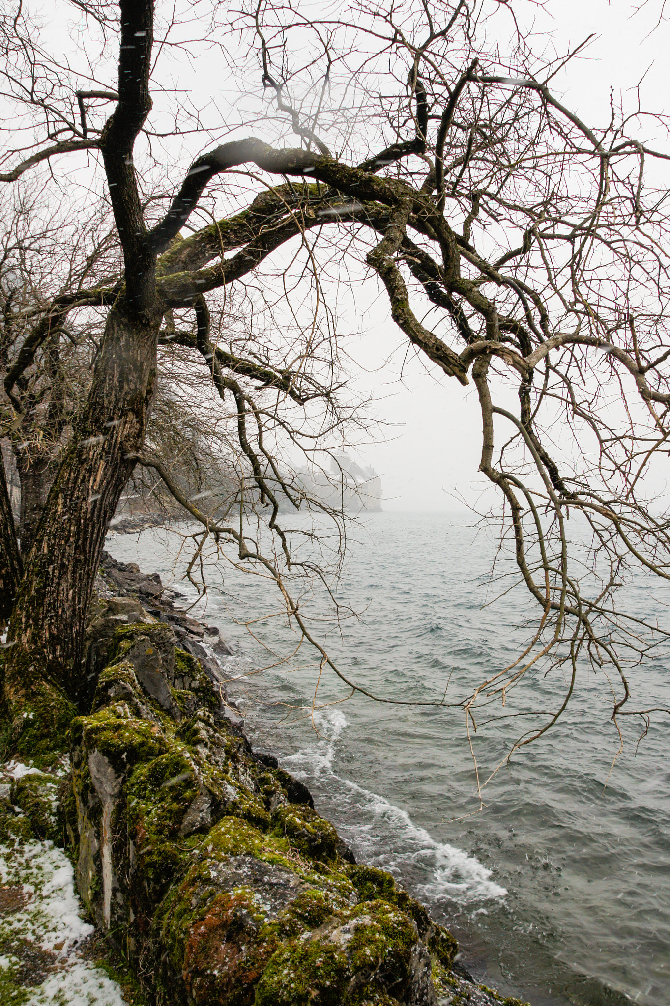 Sony Alpha DSLR-A550 sample photo. Branches of a tree above the water. photography