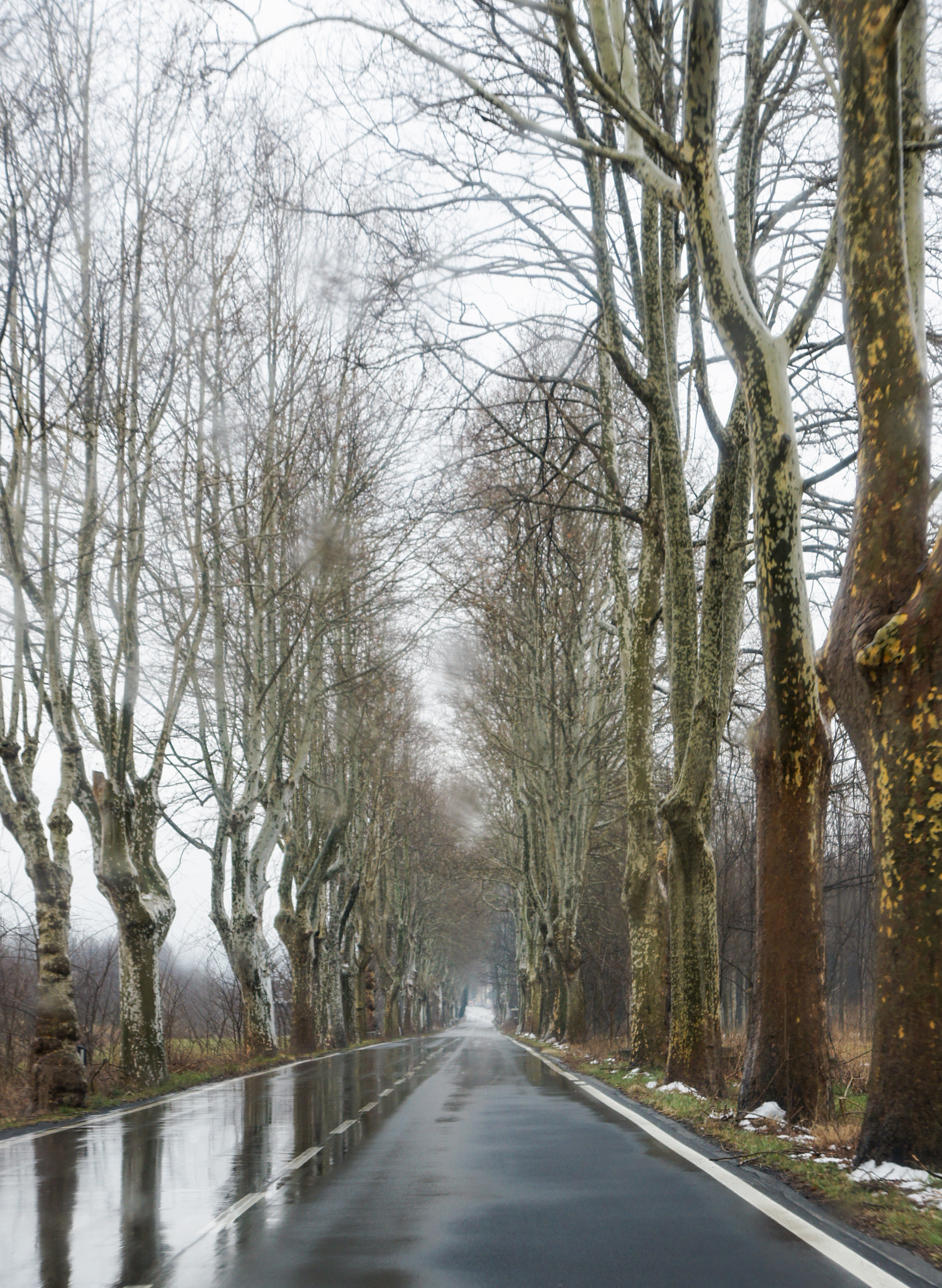 Sony Alpha DSLR-A550 sample photo. Trees along the roadsides. photography