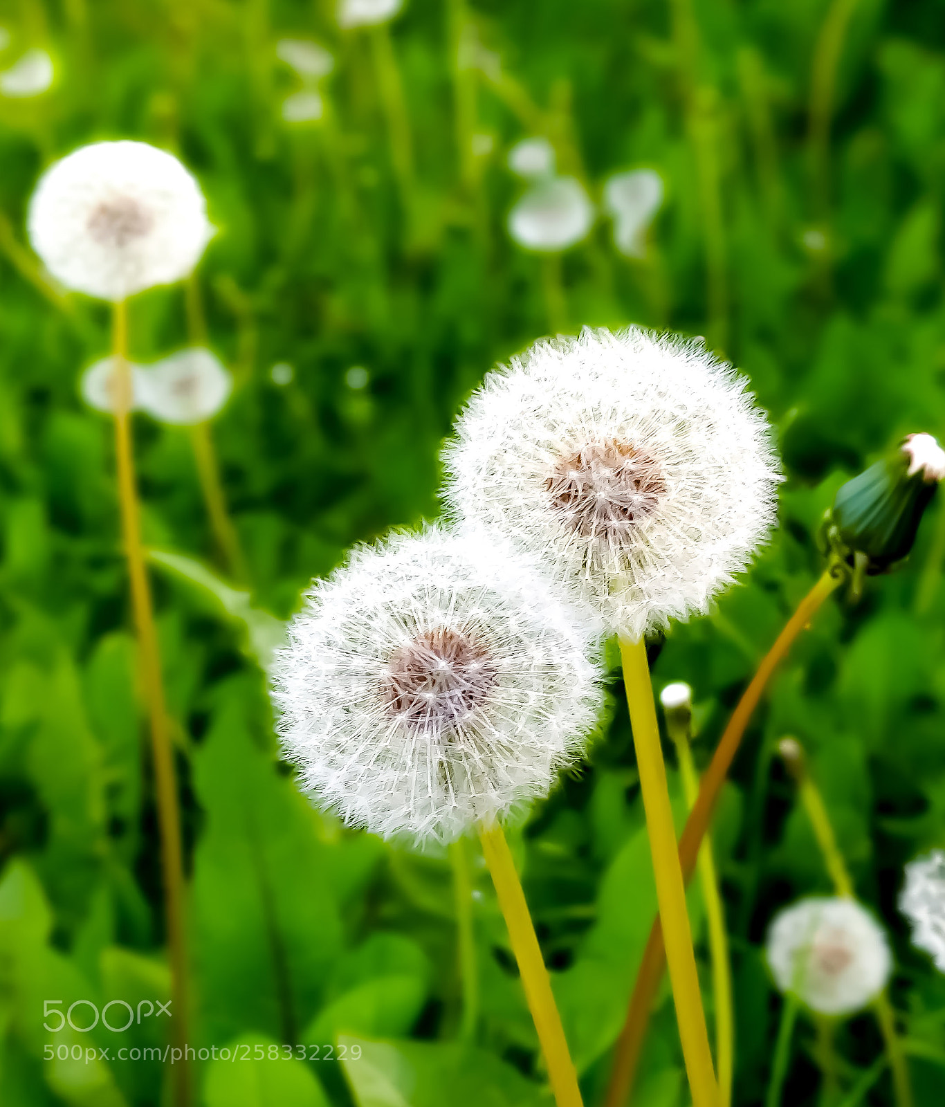 OnePlus 5T sample photo. Spring has sprung photography
