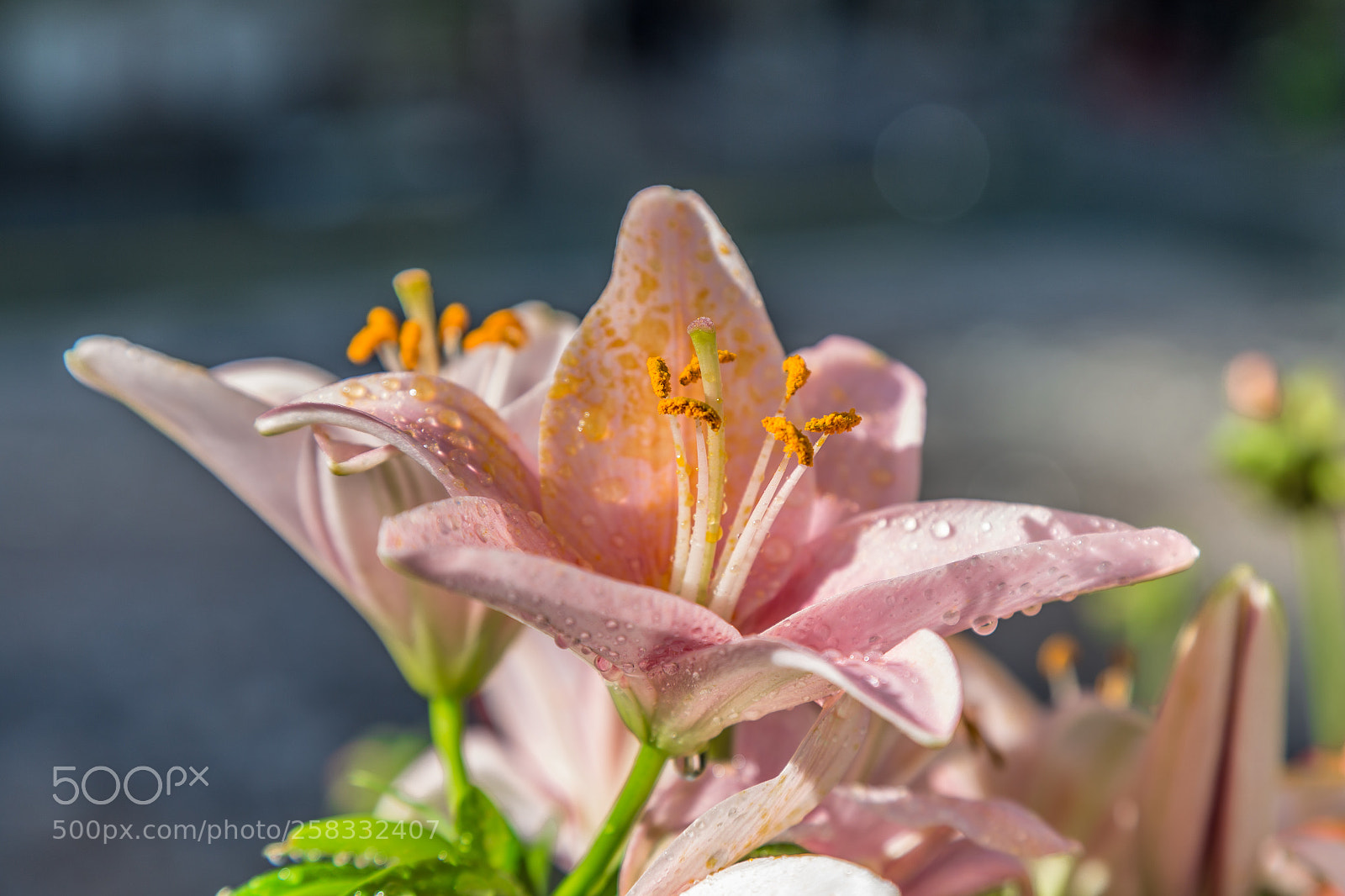 Canon EOS 6D sample photo. Simple flor photography