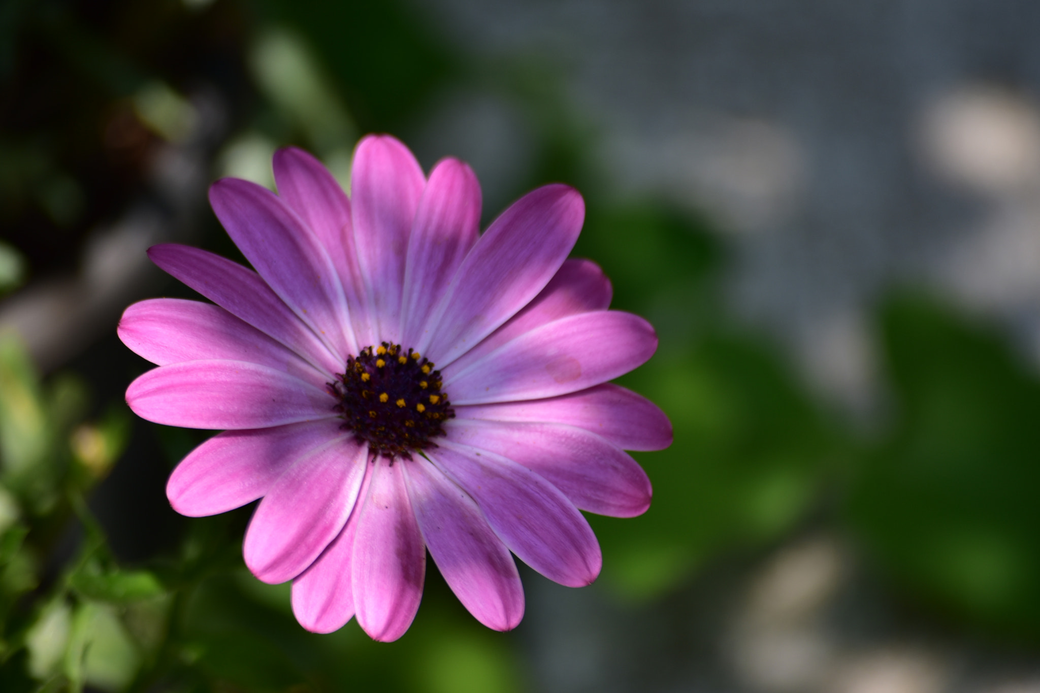 Nikon D7200 sample photo. Çiçekler... photography