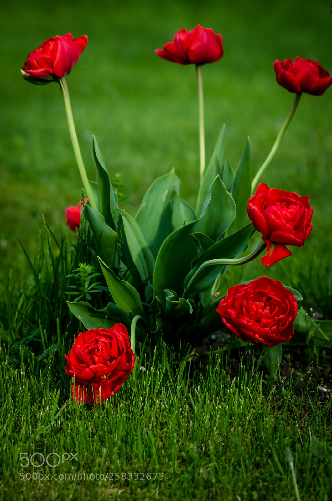 Nikon D7000 sample photo. Roses photography