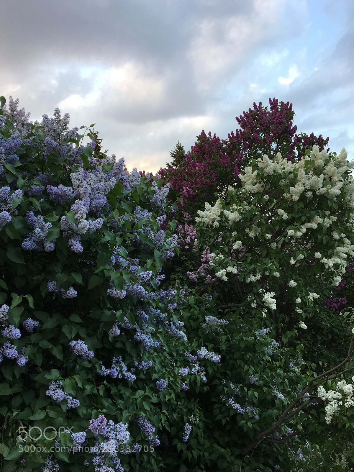 Apple iPhone 6s sample photo. Lilac photography