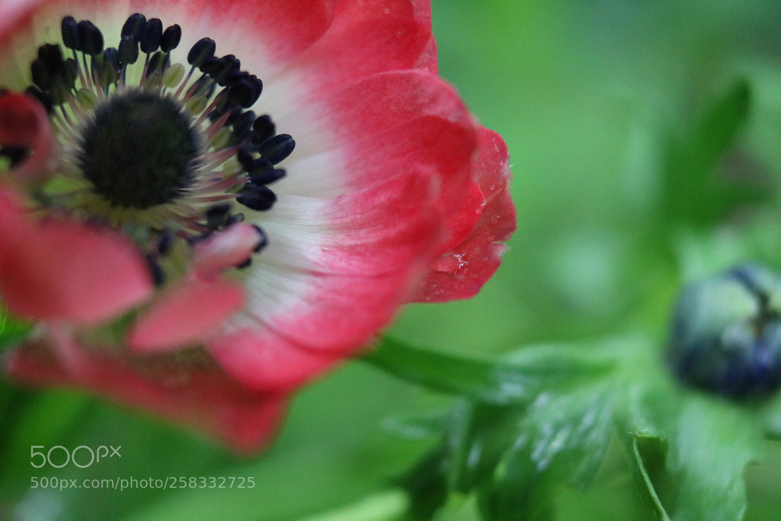 Canon EOS 750D (EOS Rebel T6i / EOS Kiss X8i) sample photo. Untitled photography
