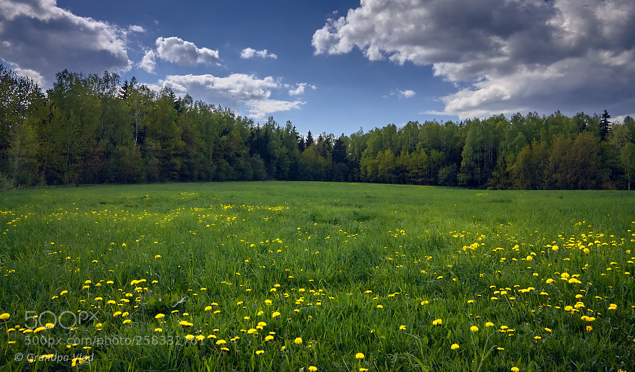 Canon EOS 1100D (EOS Rebel T3 / EOS Kiss X50) sample photo. Dandelions... photography