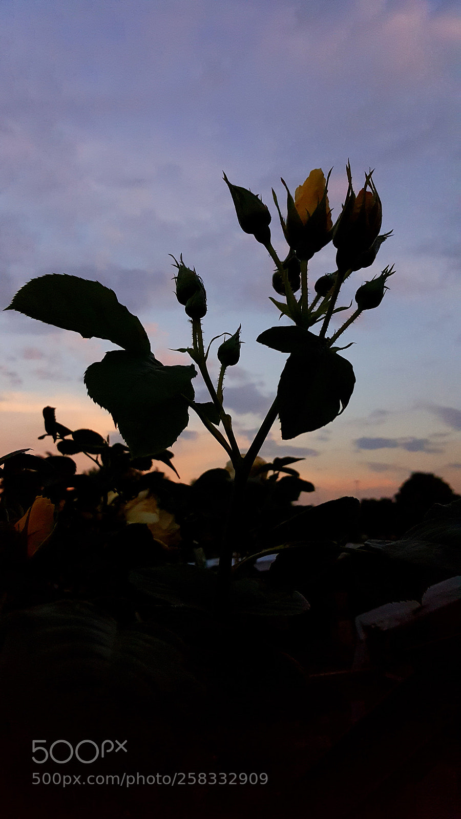 Samsung Galaxy S6 sample photo. Rosa al tramonto photography