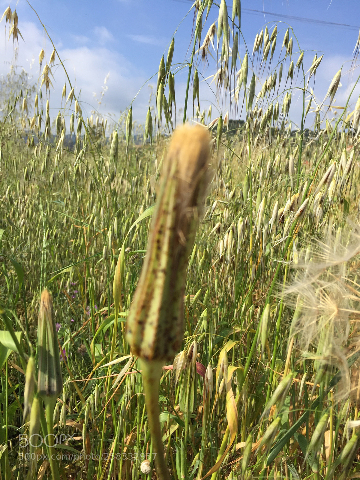 Apple iPhone 6 sample photo. Untitled photography