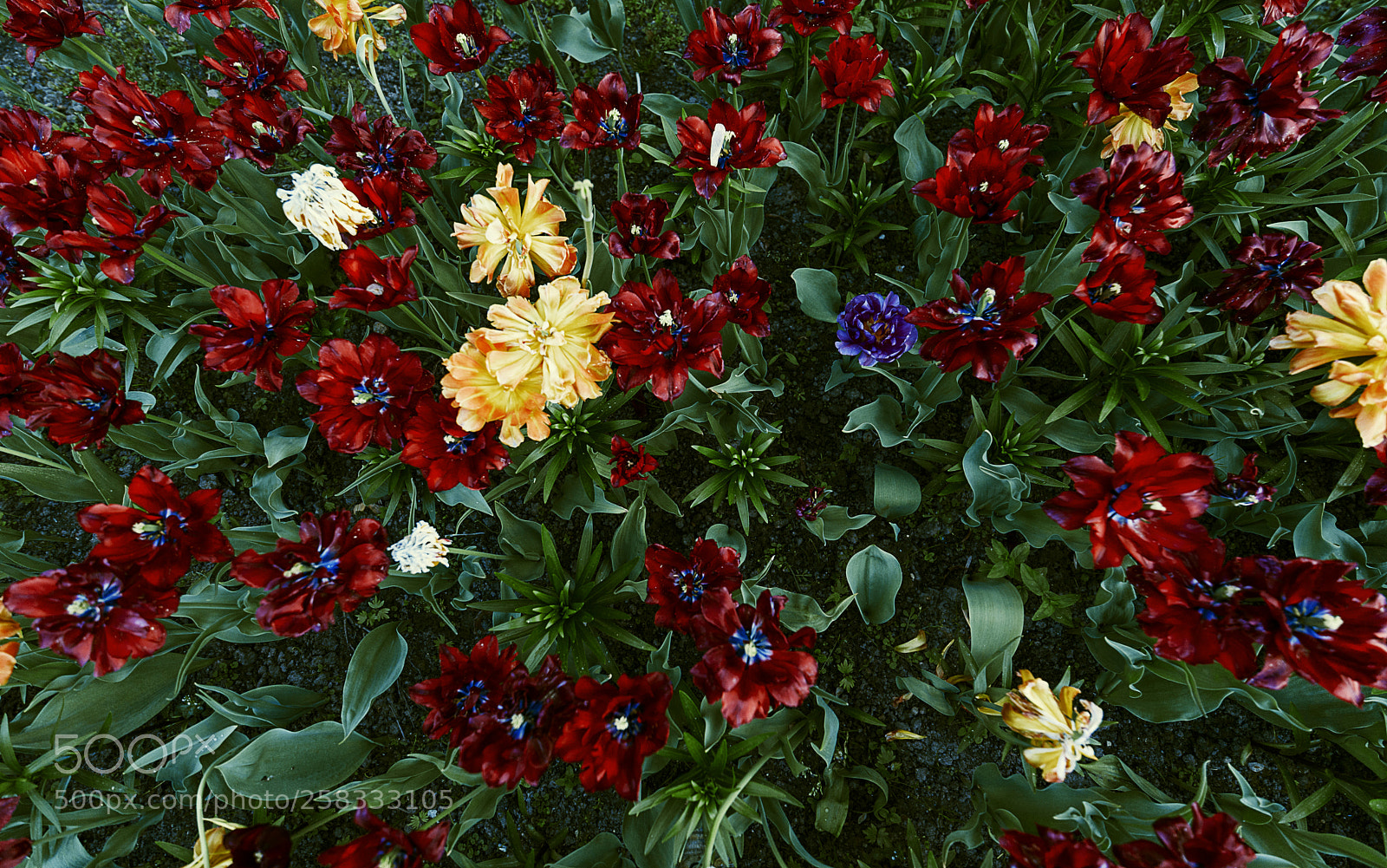 Nikon D750 sample photo. *** photography