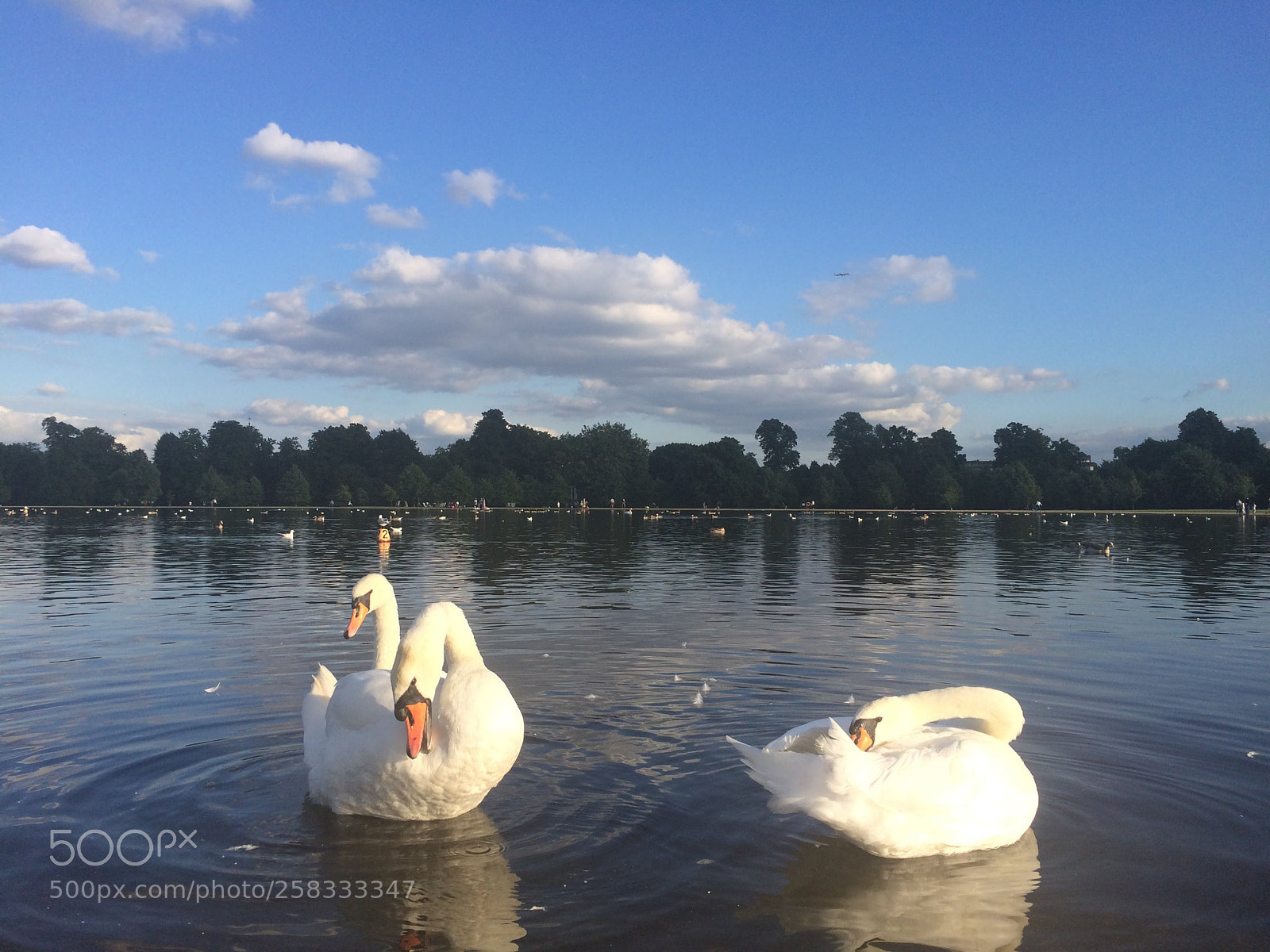 Apple iPhone 5s sample photo. London swans photography