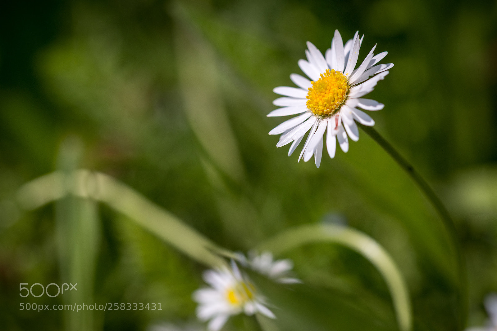 Nikon D800 sample photo. Spring is in the photography