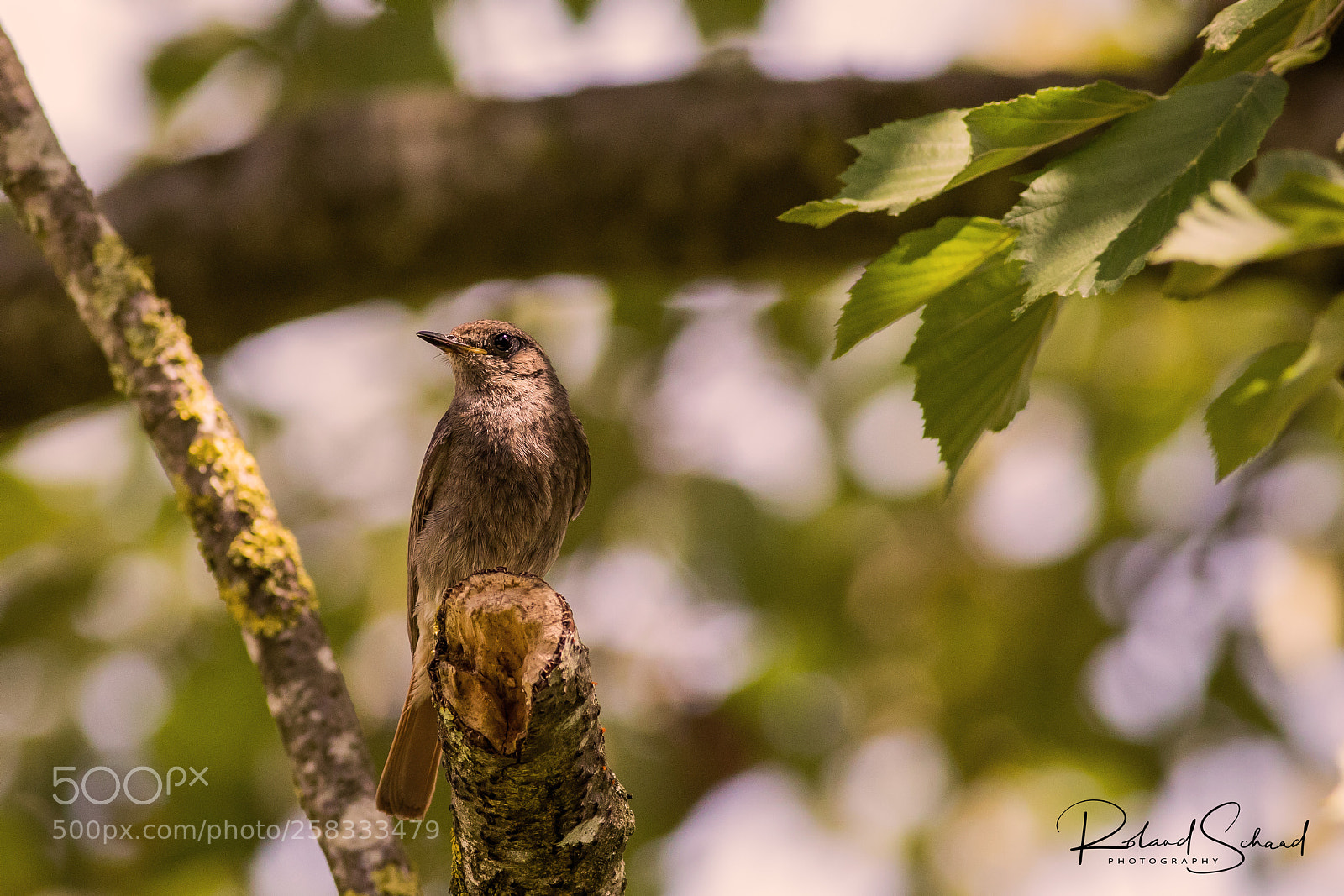 Canon EOS 5D Mark IV sample photo. Gartenrotschwanz photography