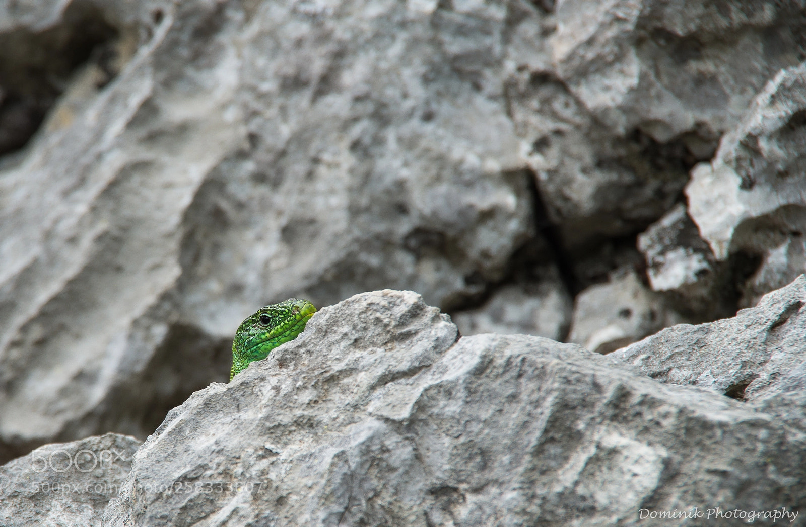 Pentax K-50 sample photo. Lizard photography